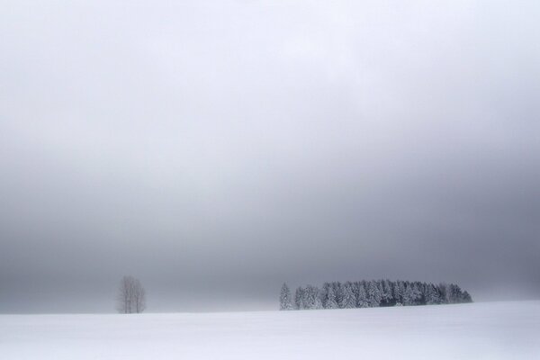 Groupe d arbres dans le silence de la neige