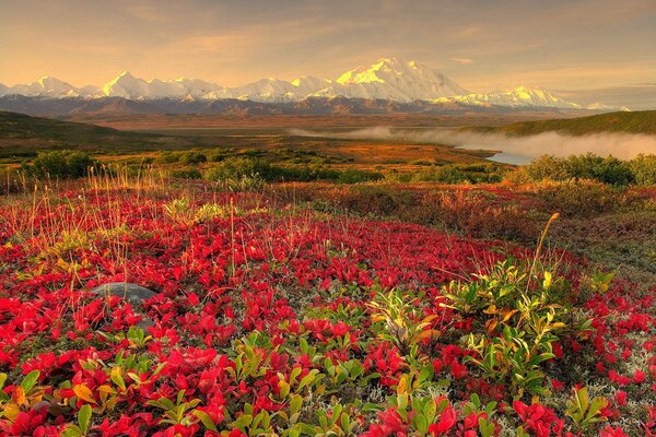 Flores rojas en las montañas