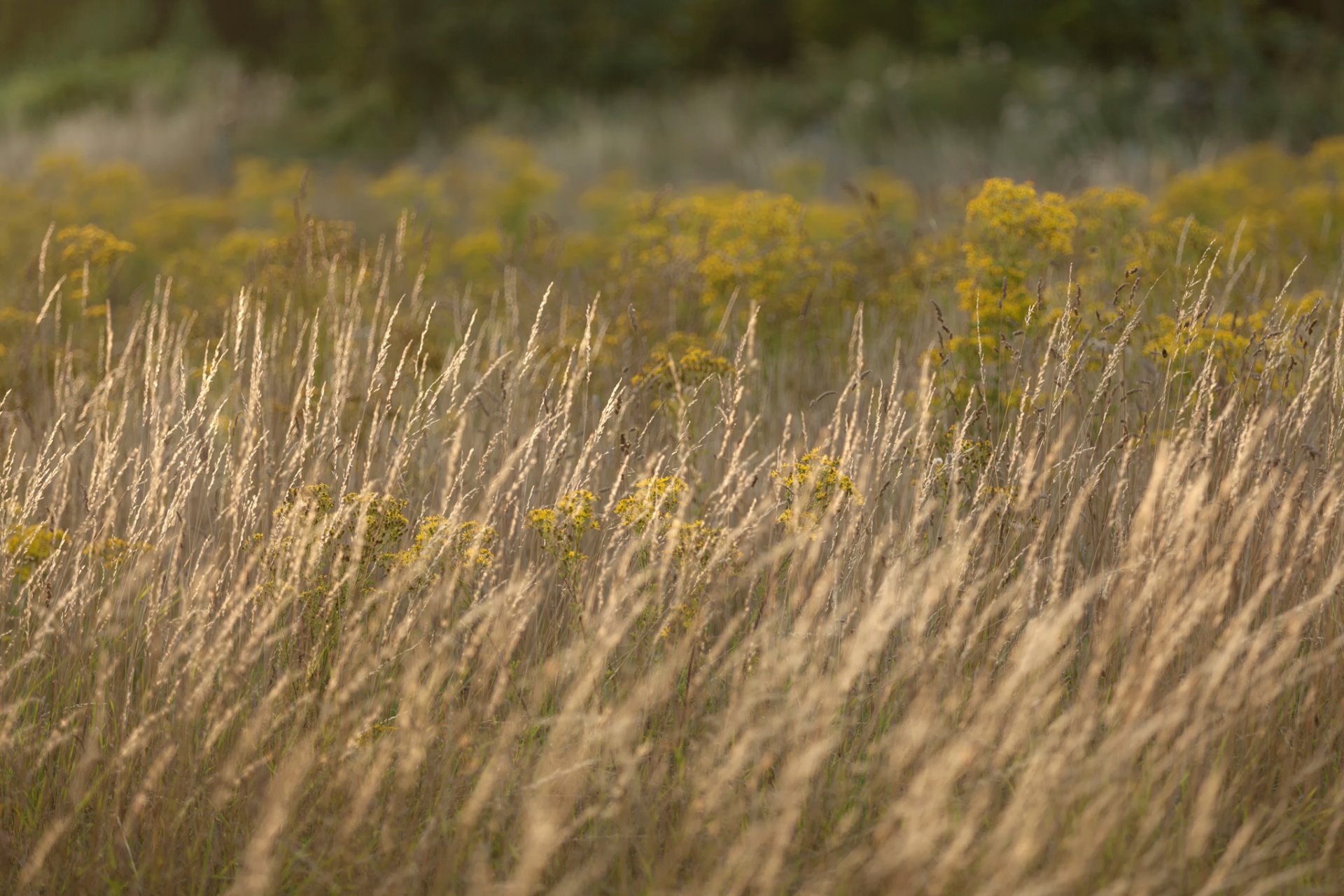 gras sommer bokeh