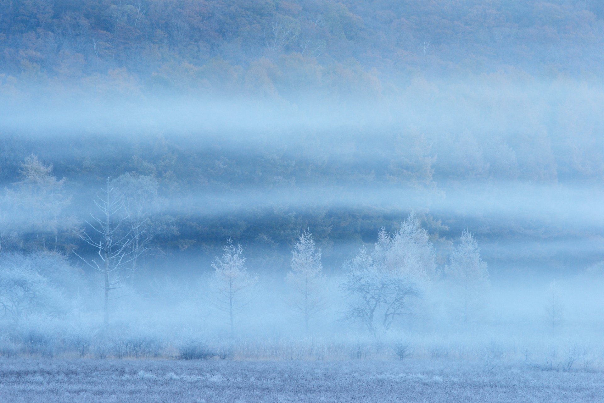 pente arbres brume brouillard champ