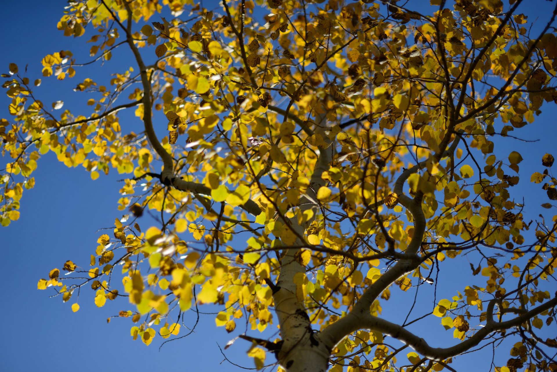 baum espe blätter himmel herbst