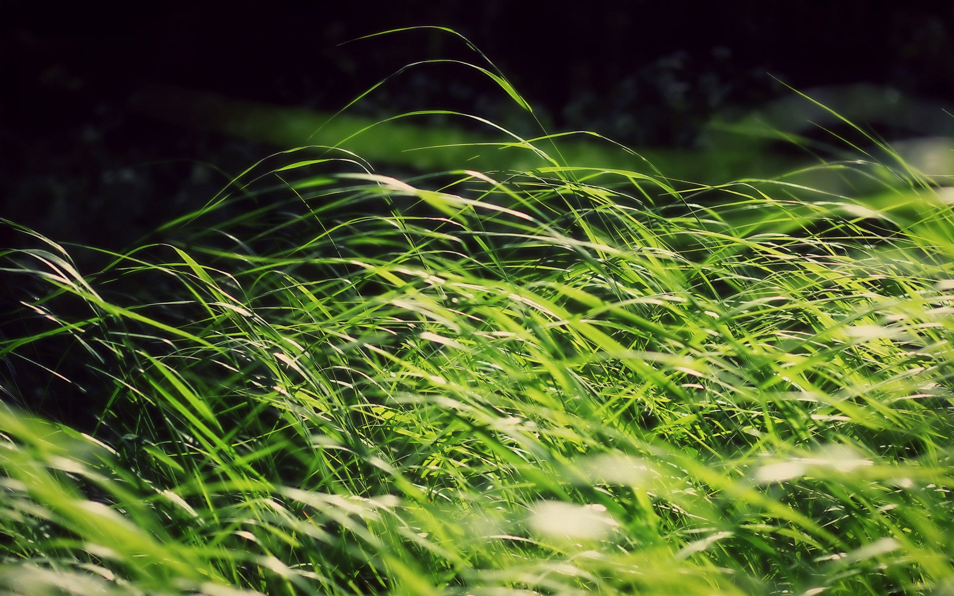 herbe verdure soleil vent