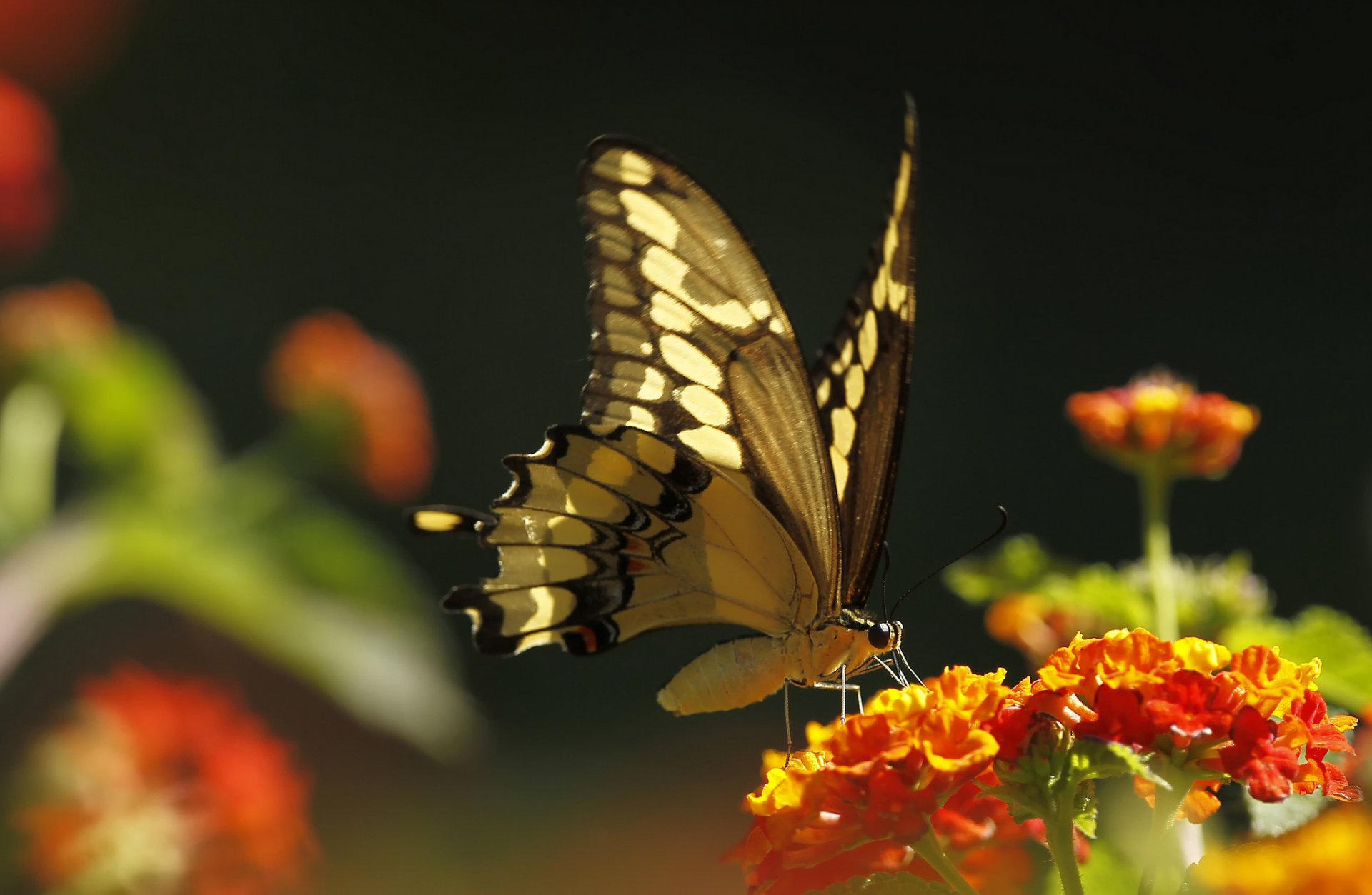 blume pflanze schmetterling insekt motte makro