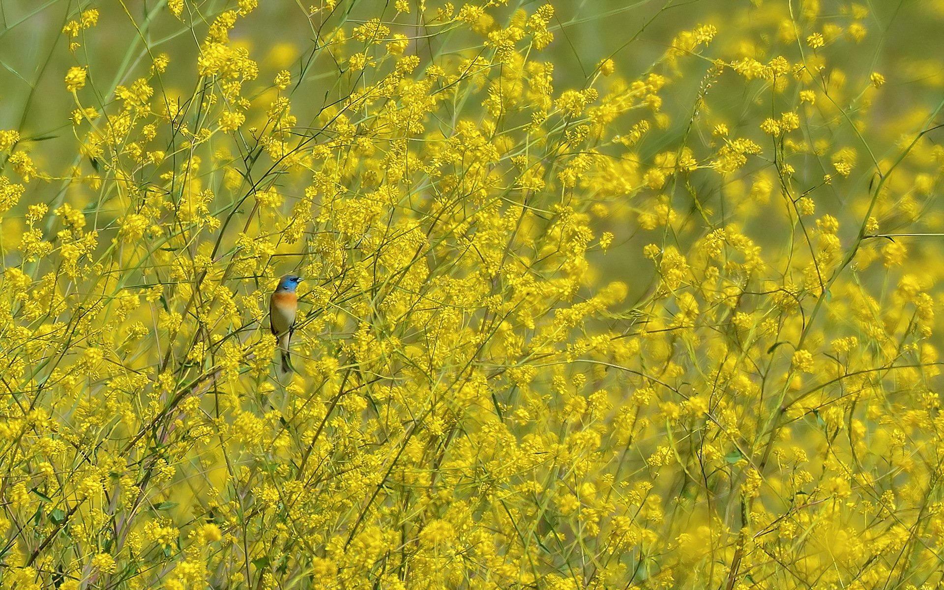 vogel natur frühling