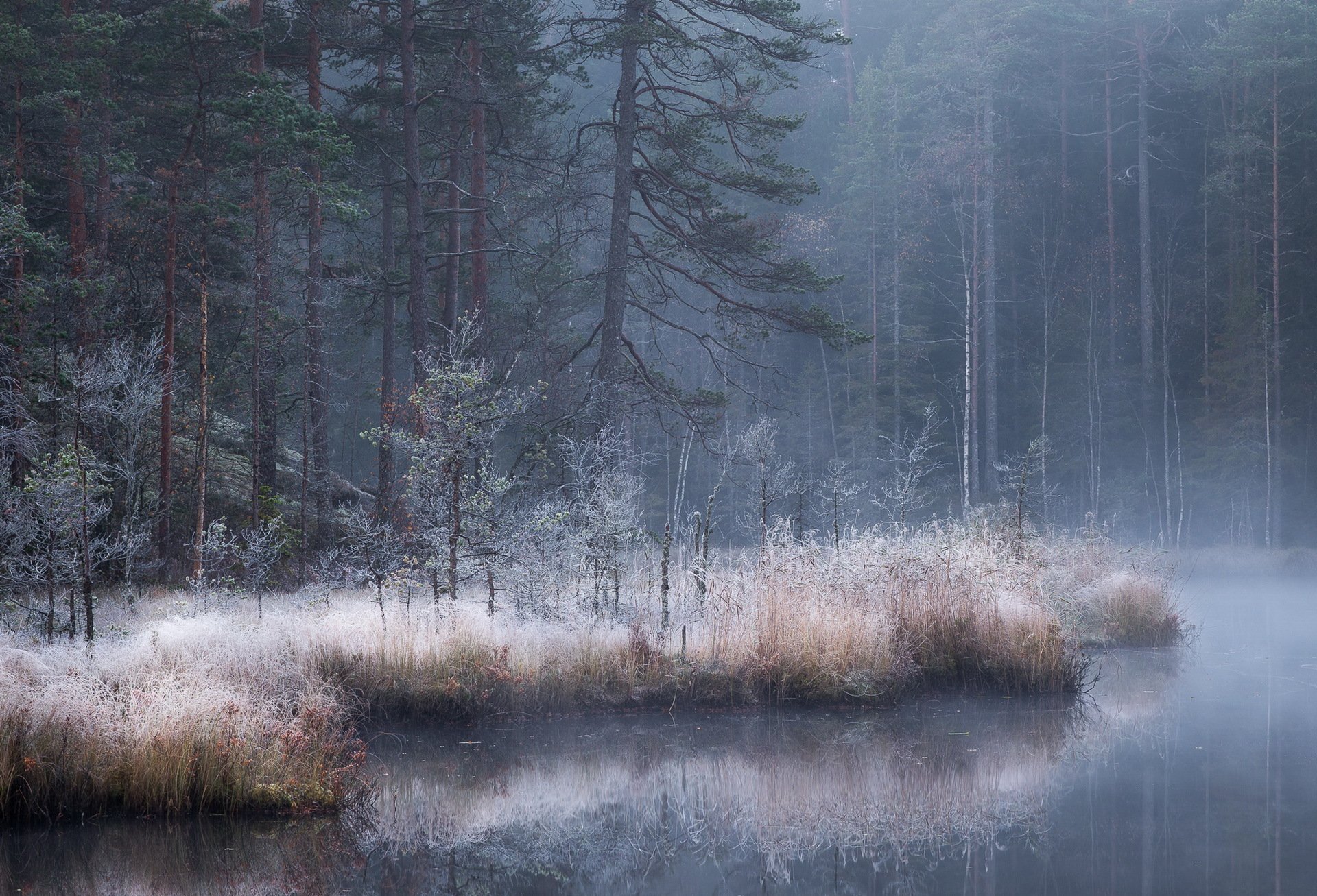 forêt rivière brouillard automne