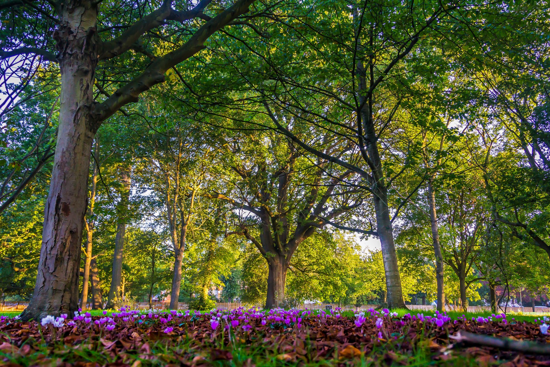 londra inghilterra parco alberi fiori