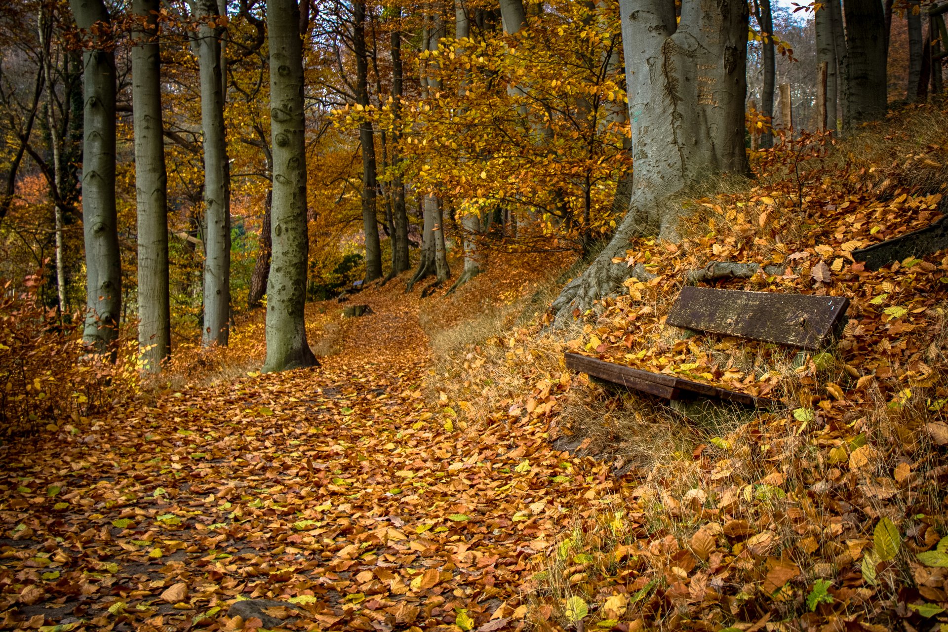 bench nature autumn