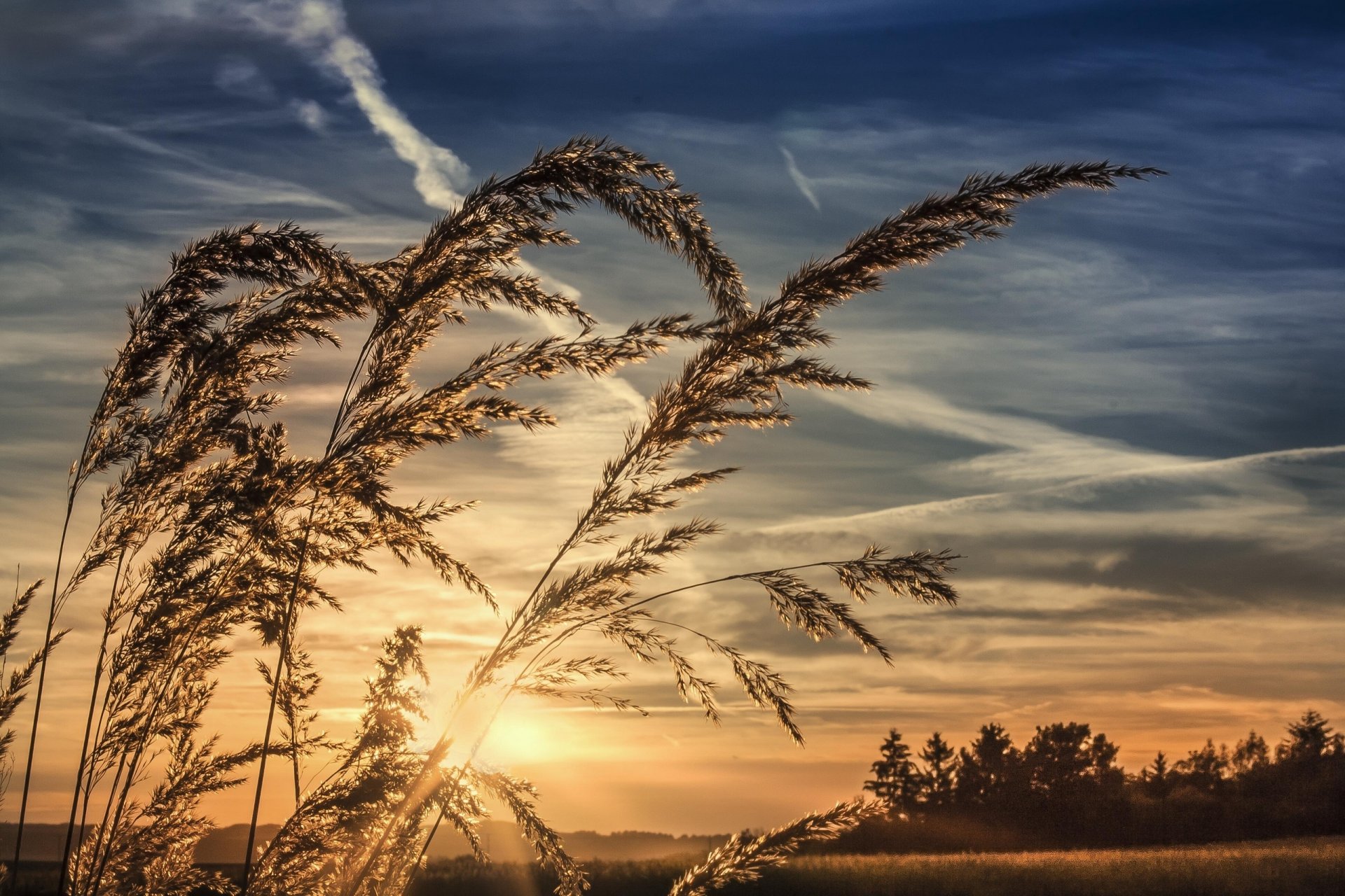 herbe coucher de soleil ciel