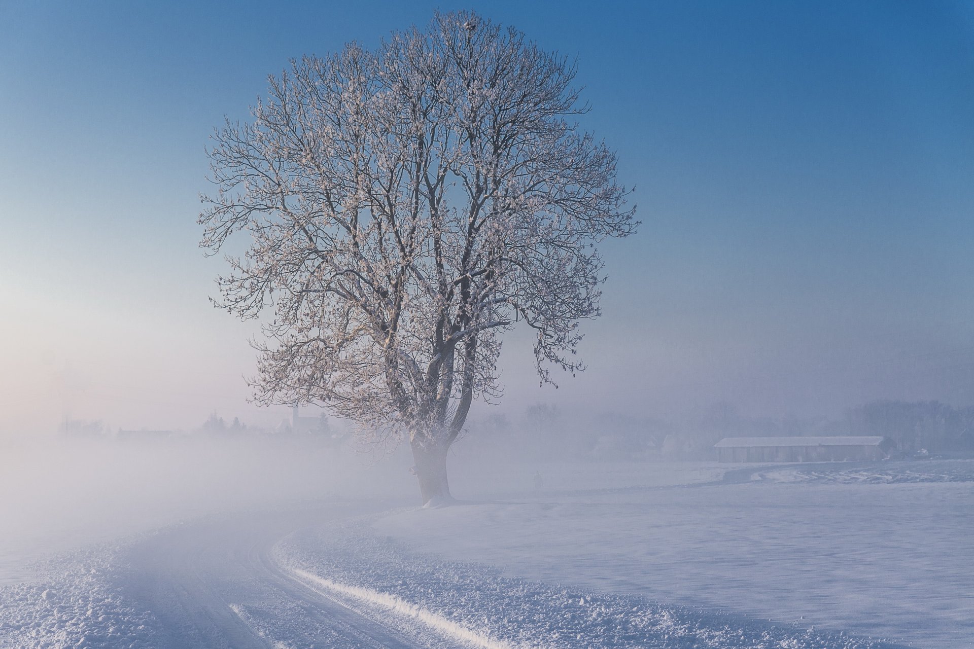 winter snow road tree fog frost morning