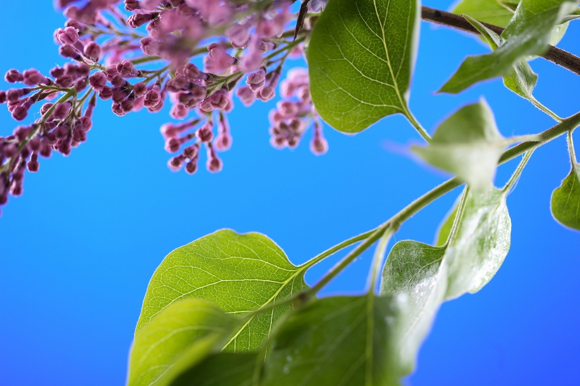 nature feuilles vert été ciel soleil