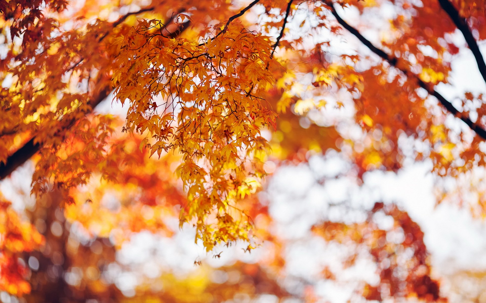 autunno albero foglie natura