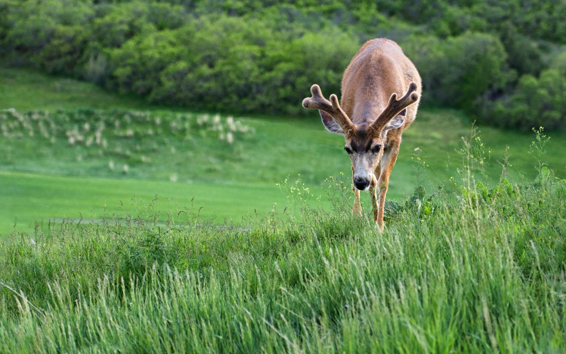 hirsch natur sommer