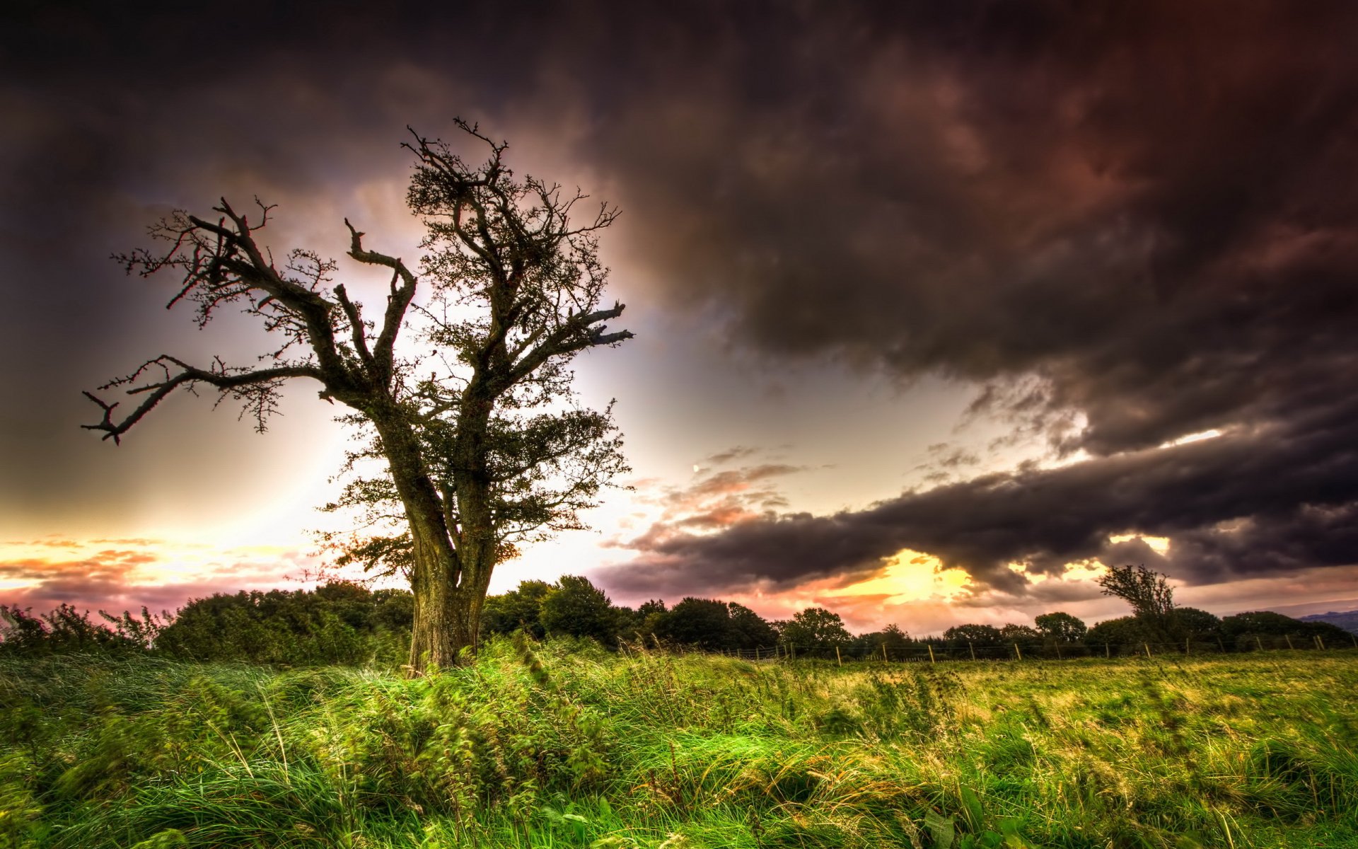 tree sky the field landscape