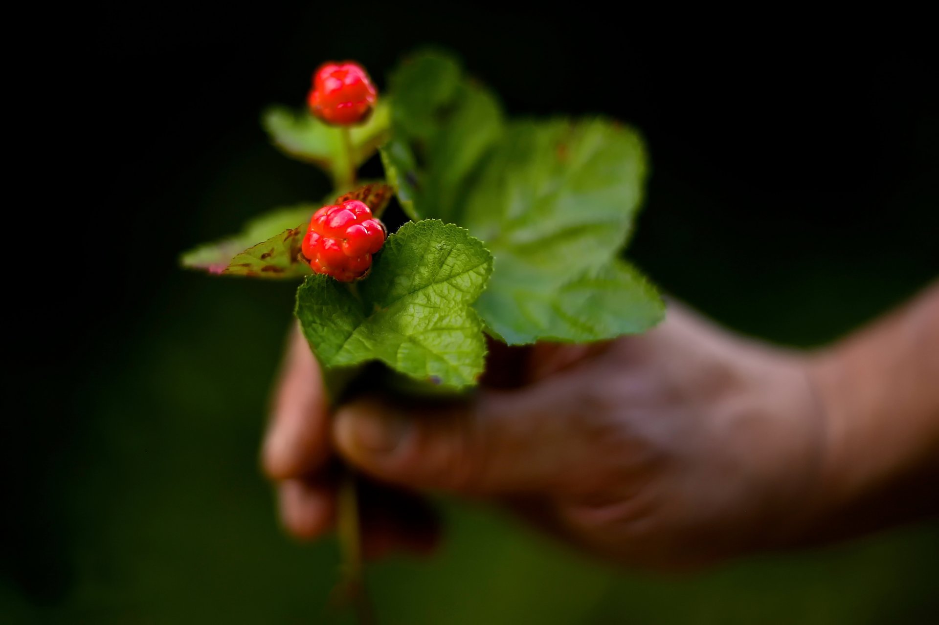 mora baya macro bokeh