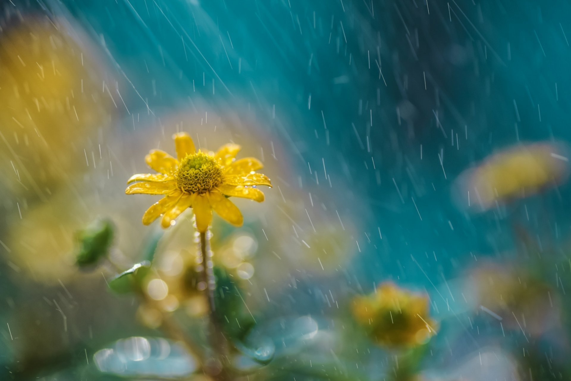 flower rain nature