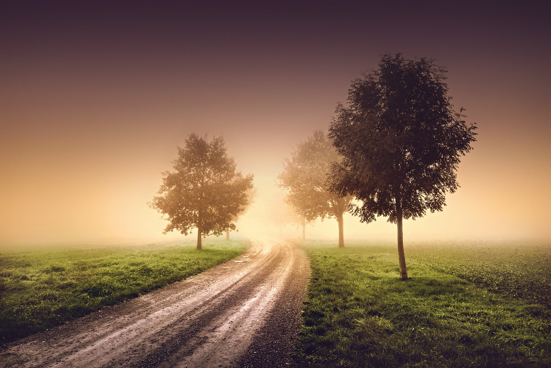 nature morning fog haze tree road