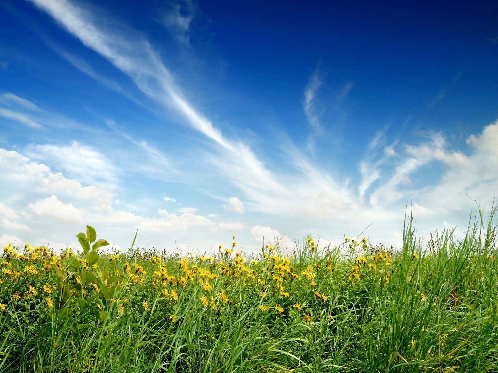 nature the field flower sky