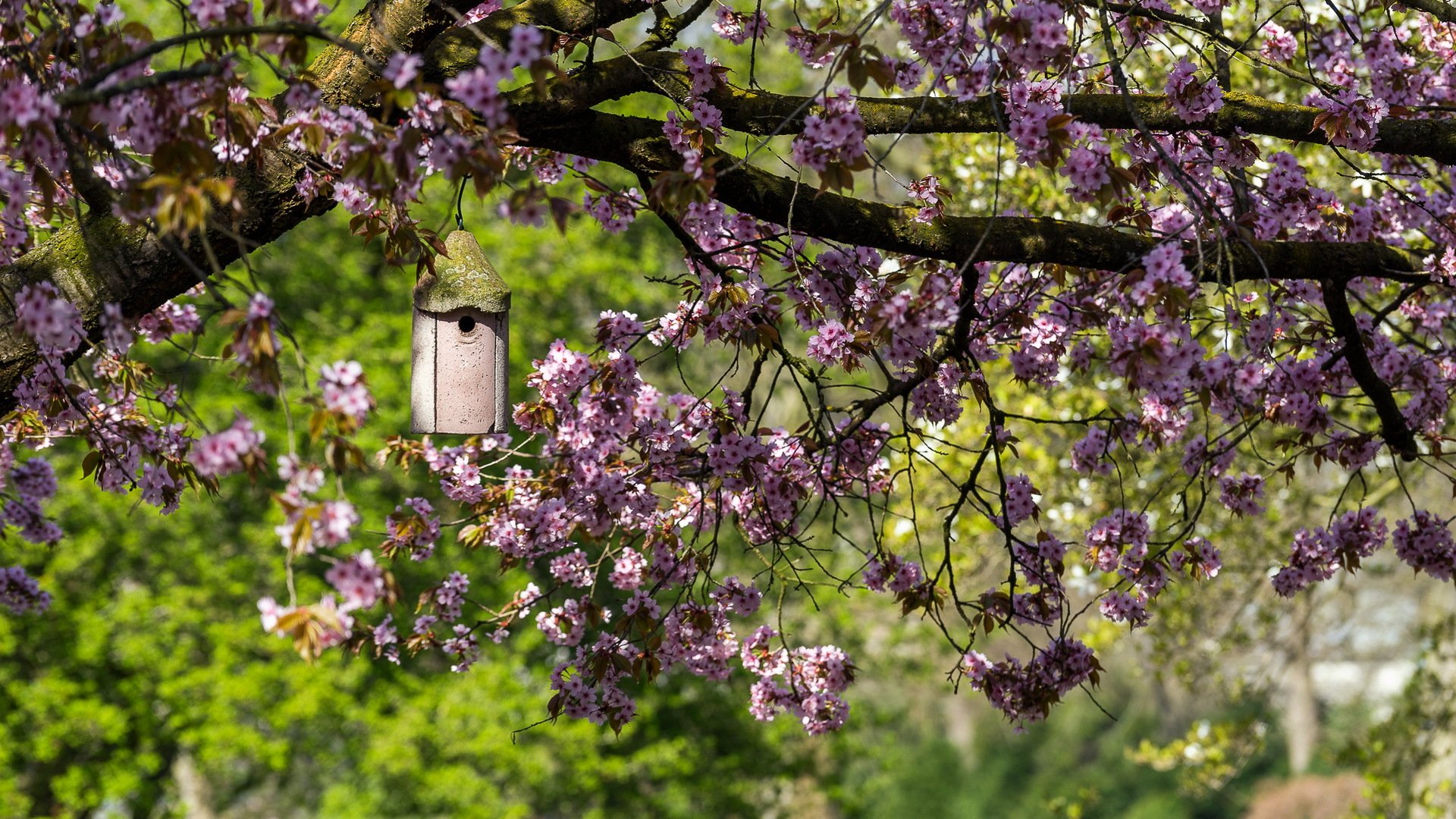 garten frühling haus