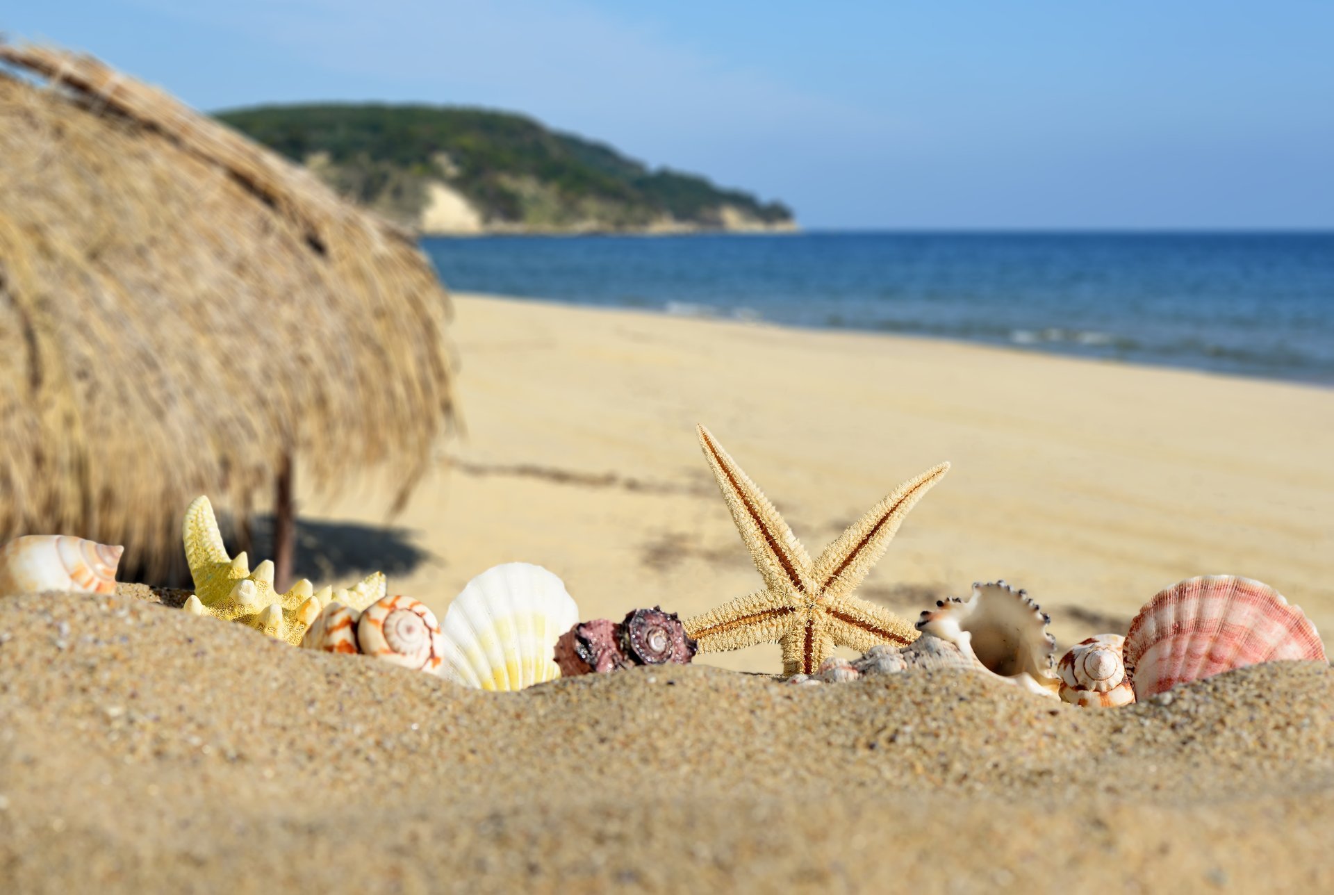 conchiglie stelle estate spiaggia blu mare riva paradiso sabbia