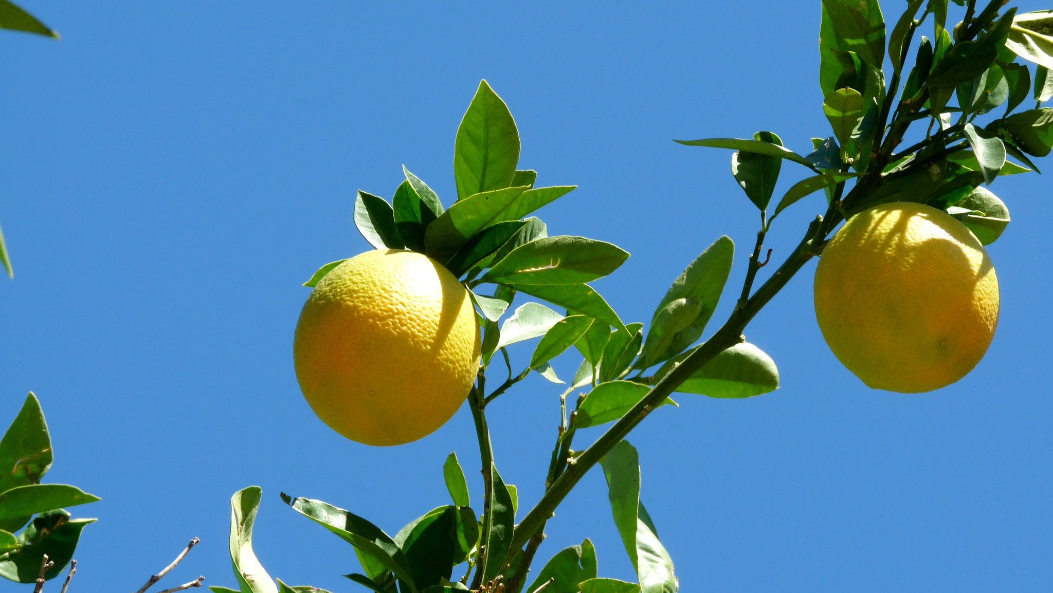 jedzenie niebo gałąź owoc grepfruit liście makro