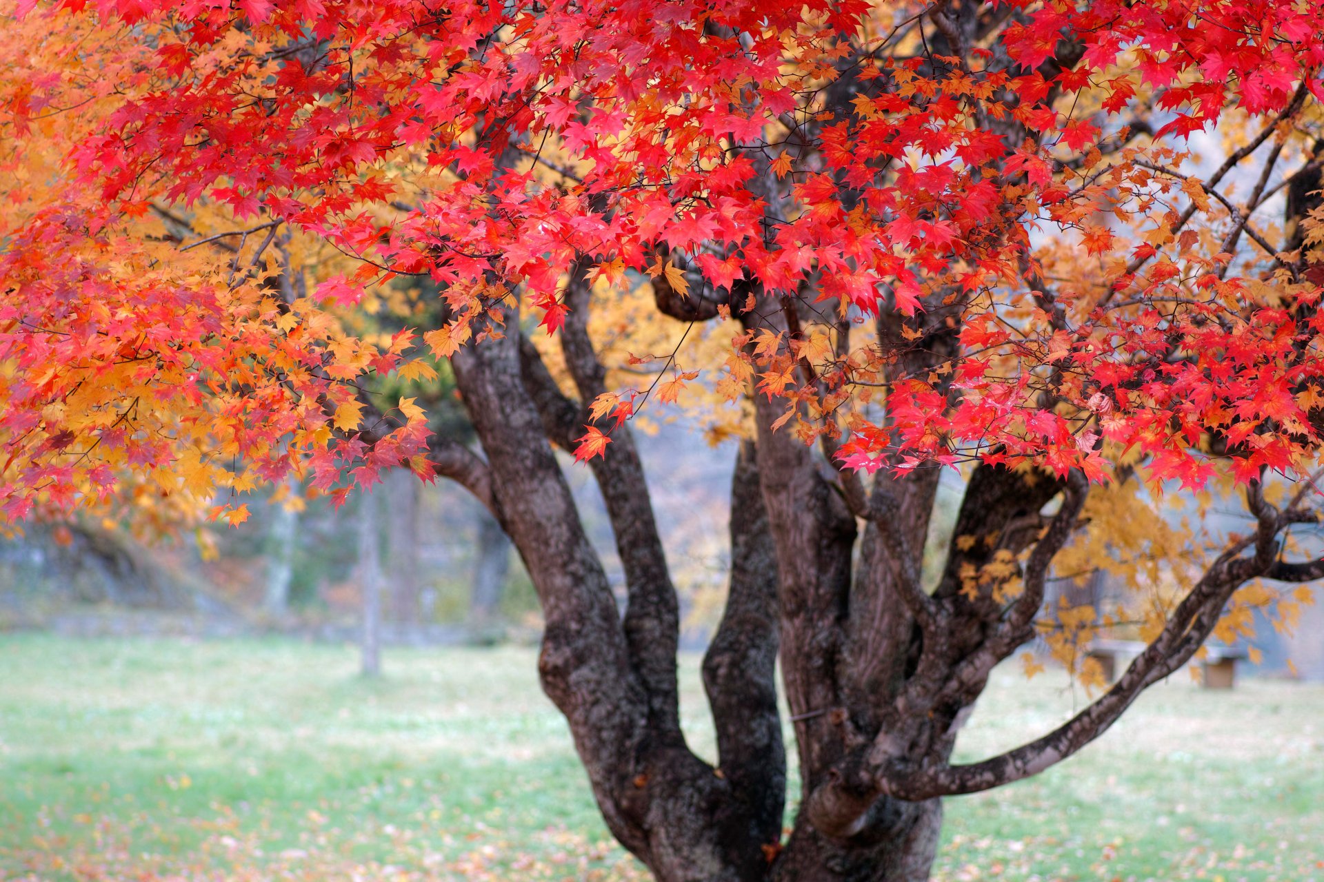 nature autumn japan tree paint