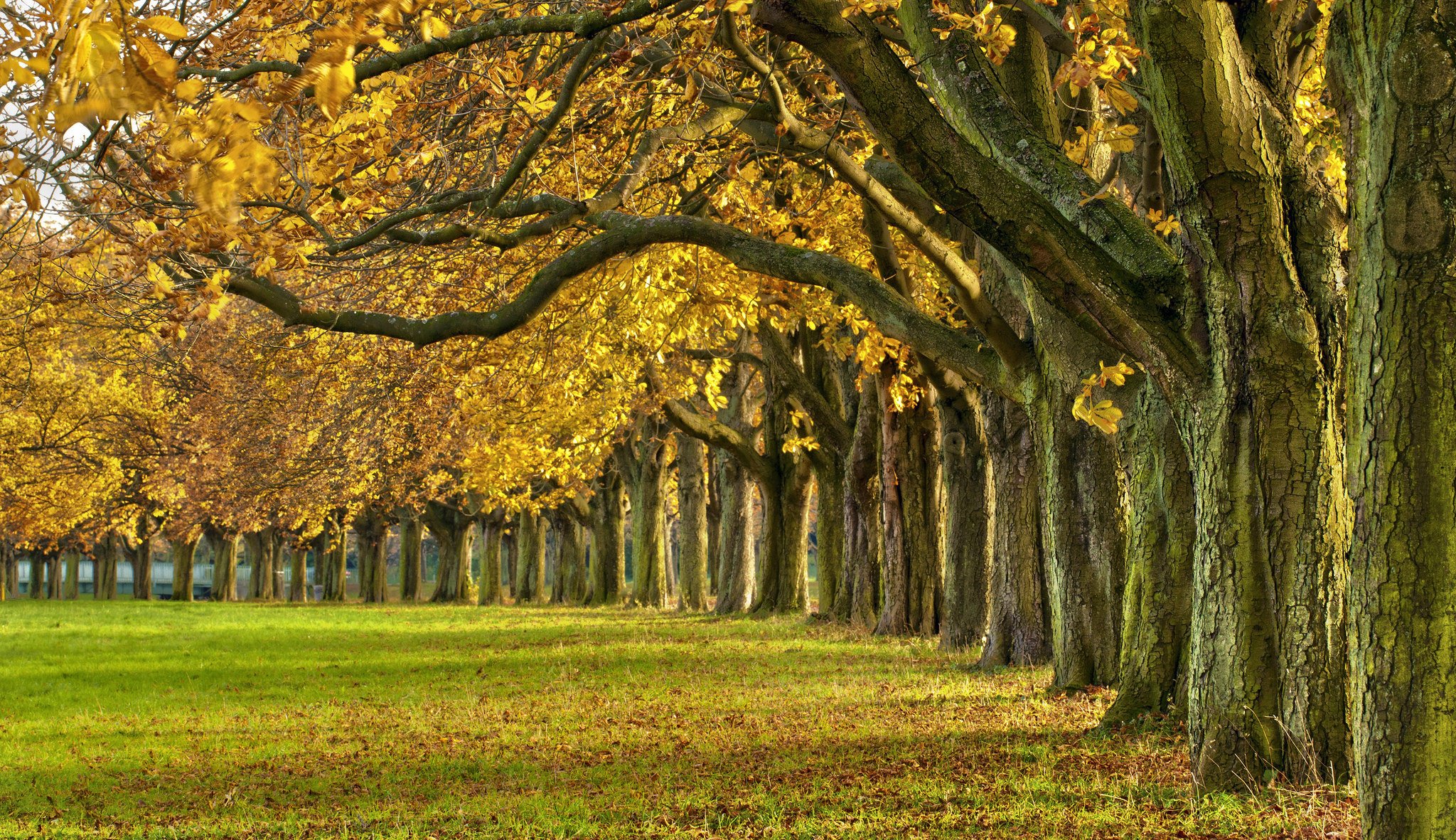 natur wald park bäume blätter bunt straße herbst herbst farben zu fuß