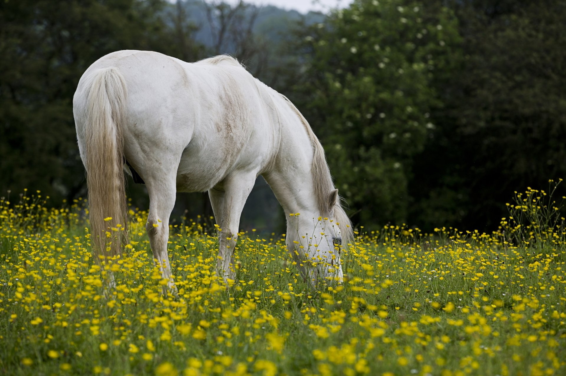 cheval champ été nature