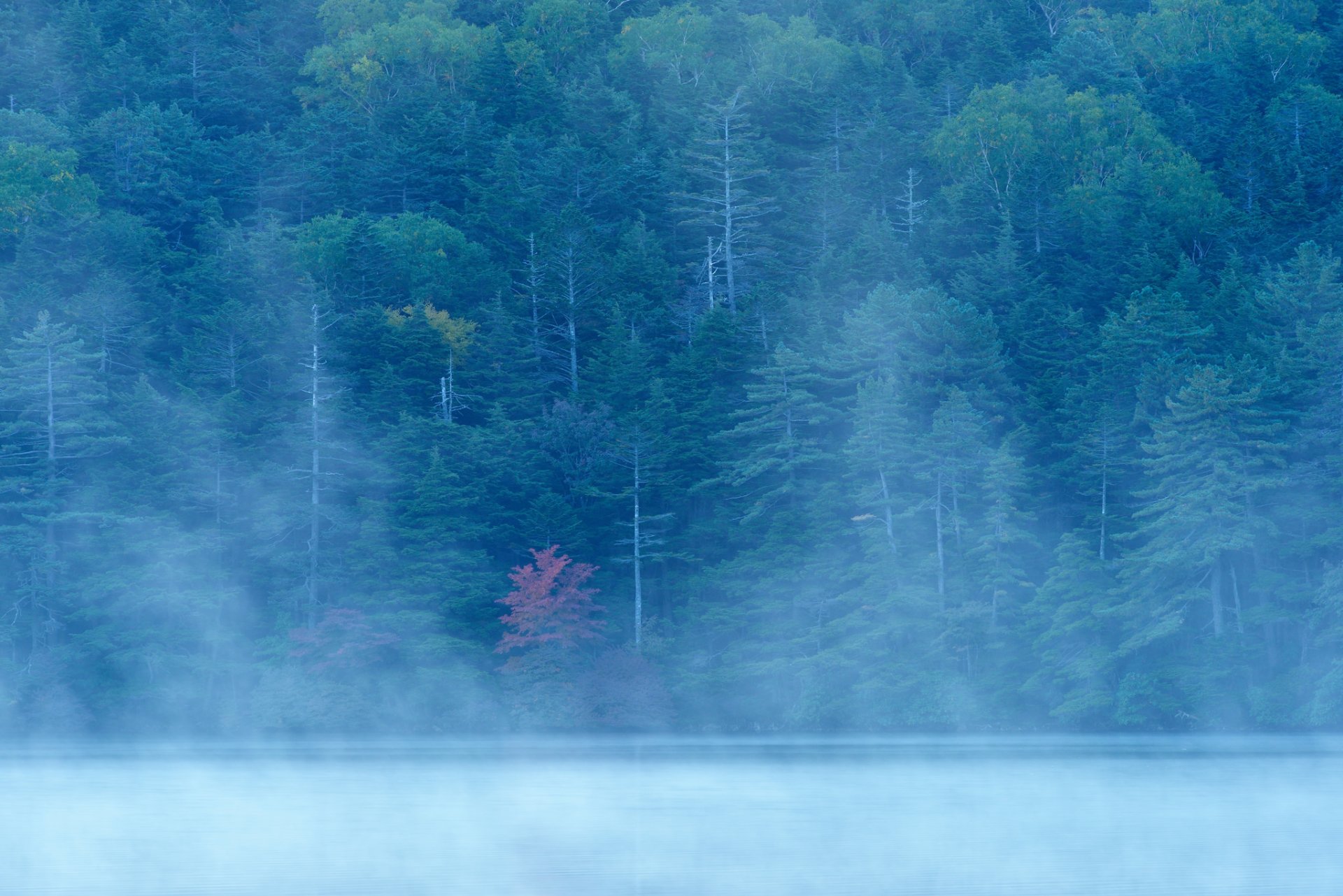 forest slope lake river fog autumn