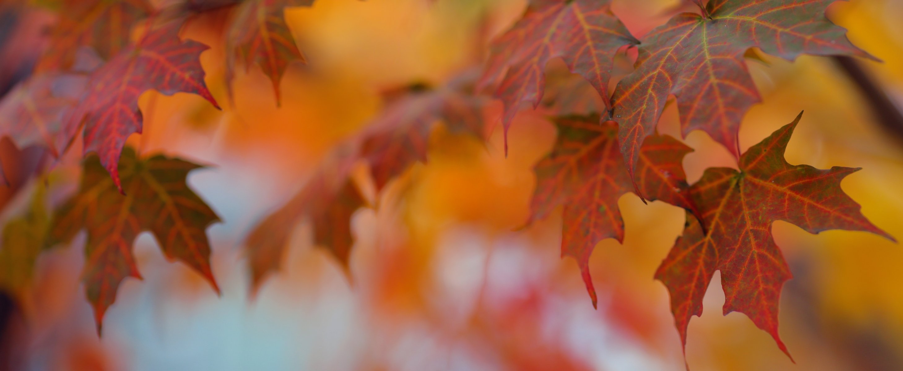 feuilles automne gros plan