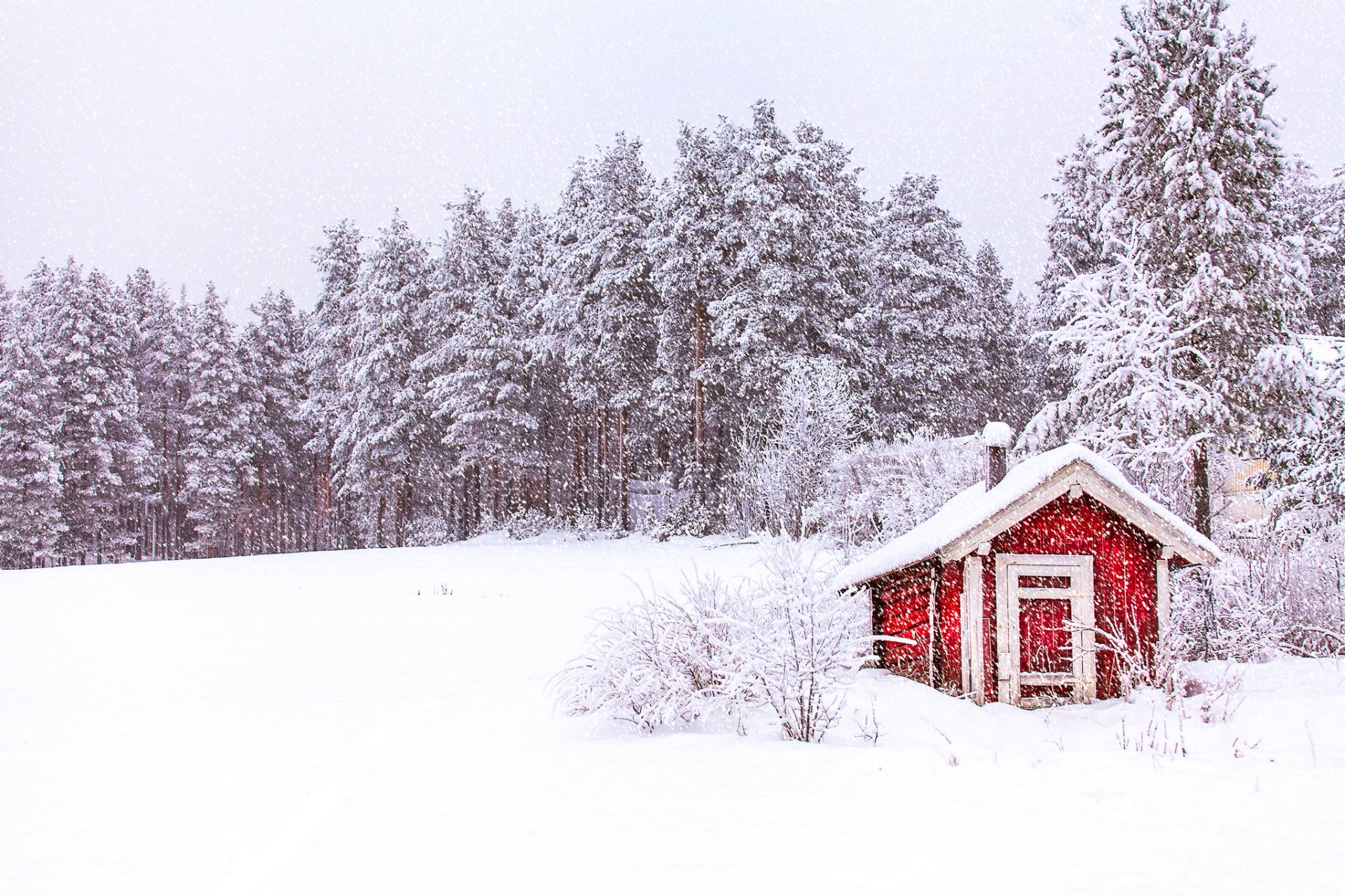 norway sky forest tree winter snow nature