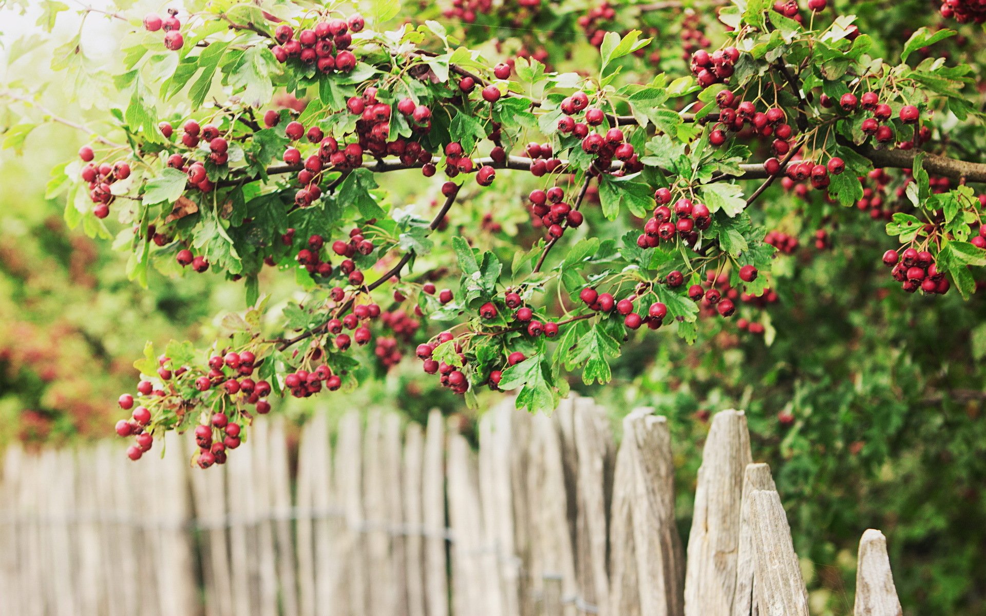 beeren bayas valla zaun grün und rot