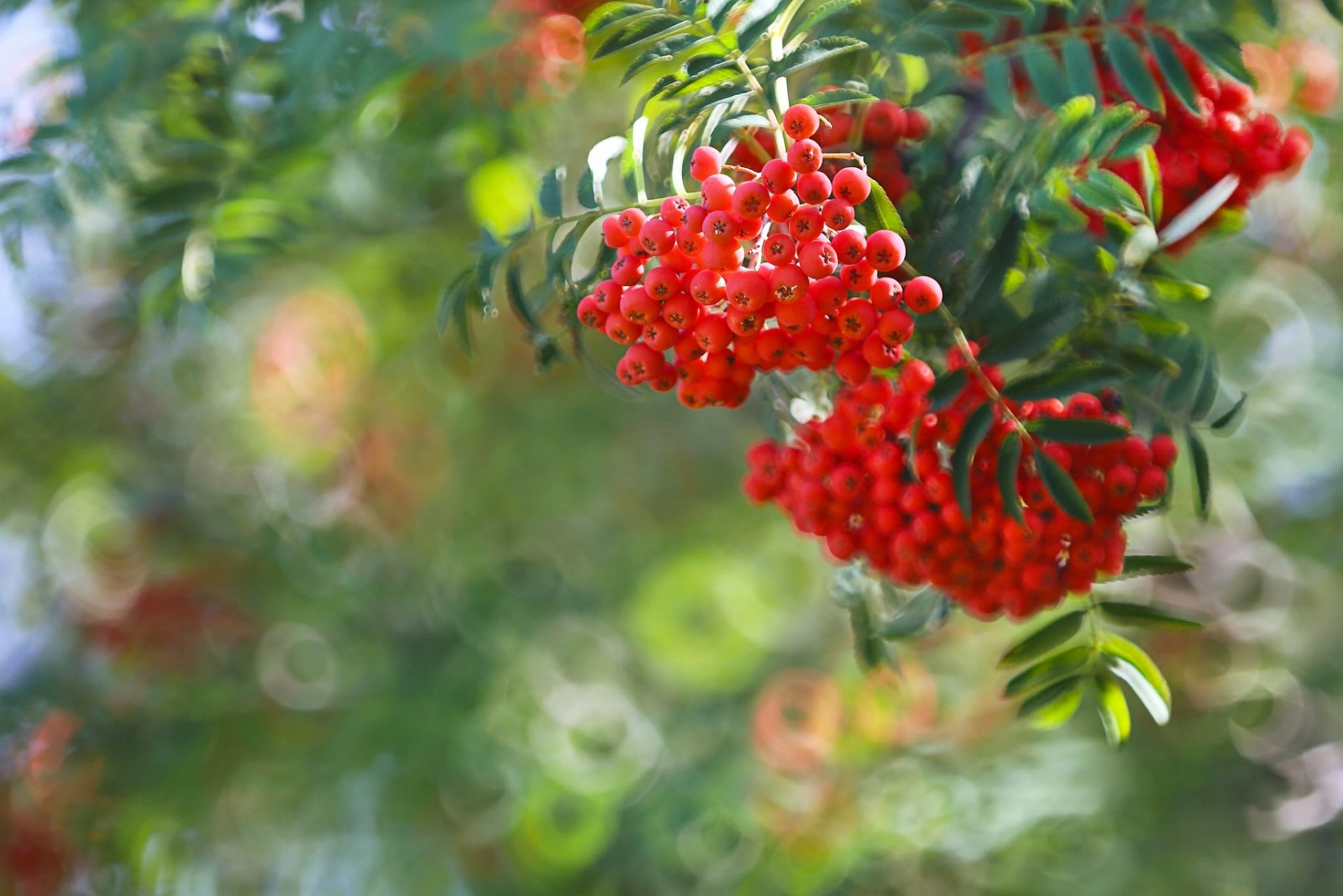 kiście jarzębiny jarzębina jagody gałąź bokeh