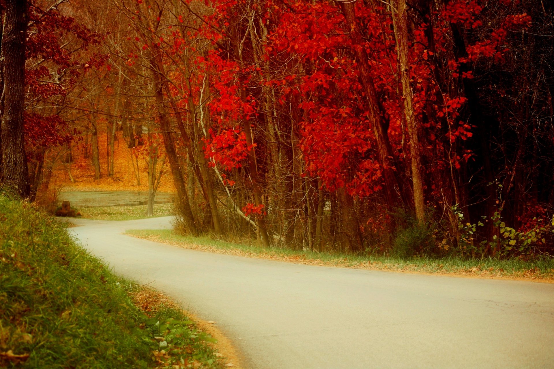 nature trees leaves colorful road autumn fall colors walk