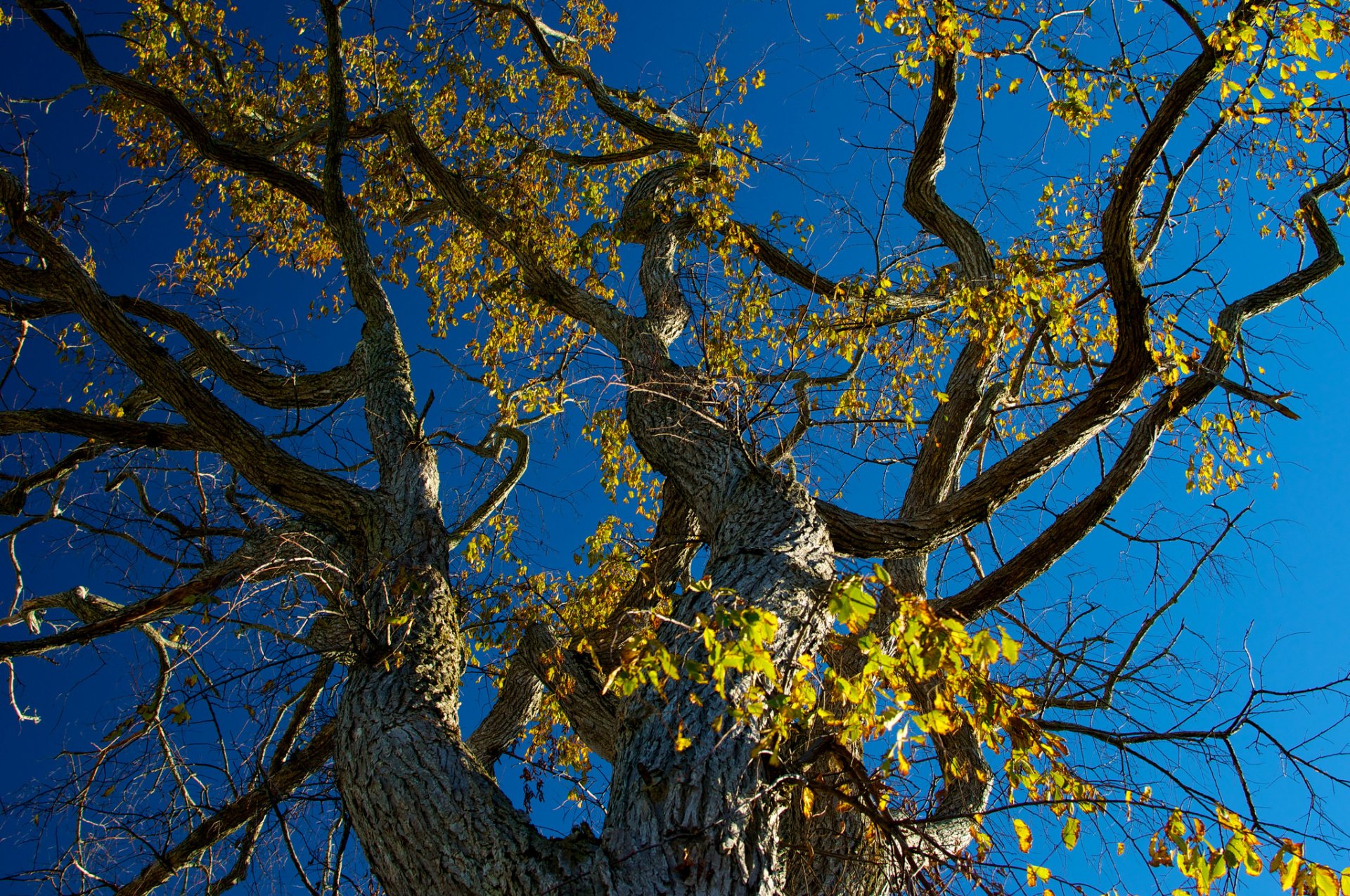 cielo árbol tronco ramas hojas otoño