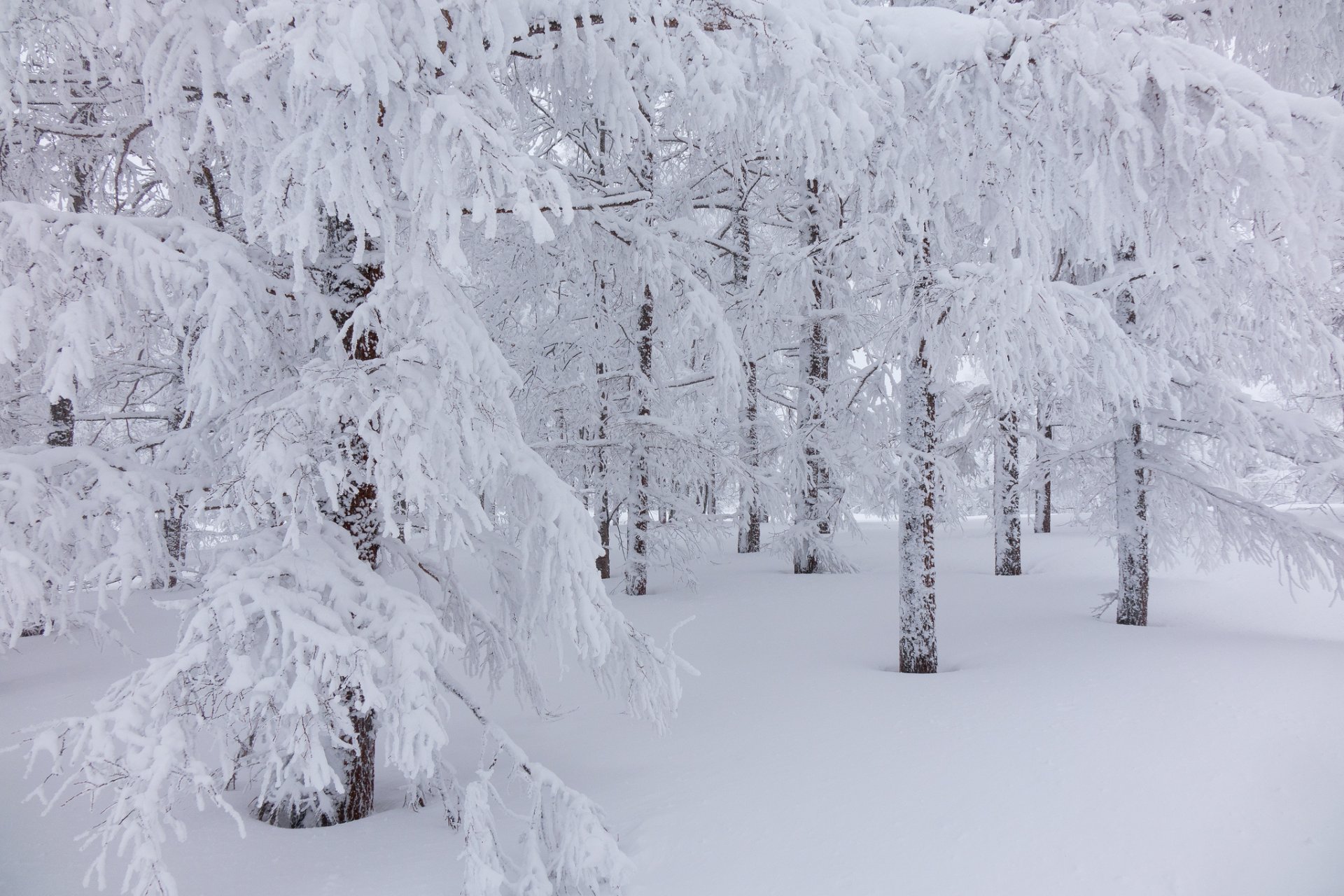 forest winter tree snow