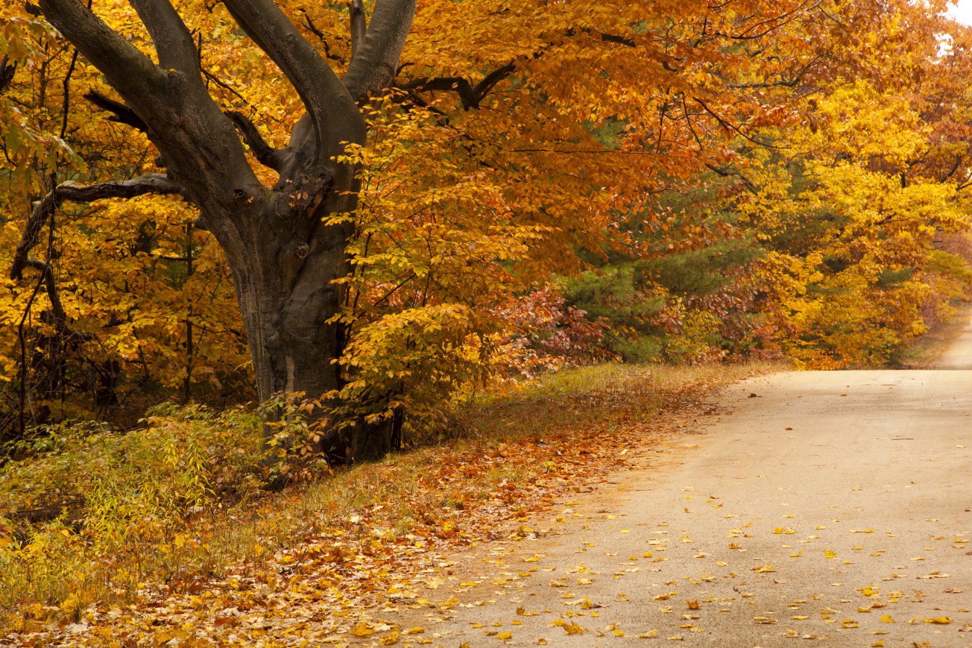 carretera otoño naturaleza