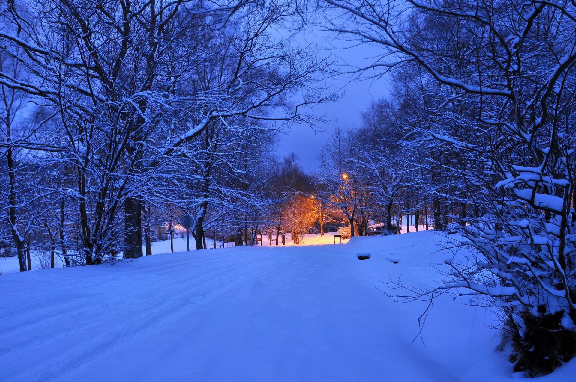 notte sera luce luci inverno strada alberi lanterna neve