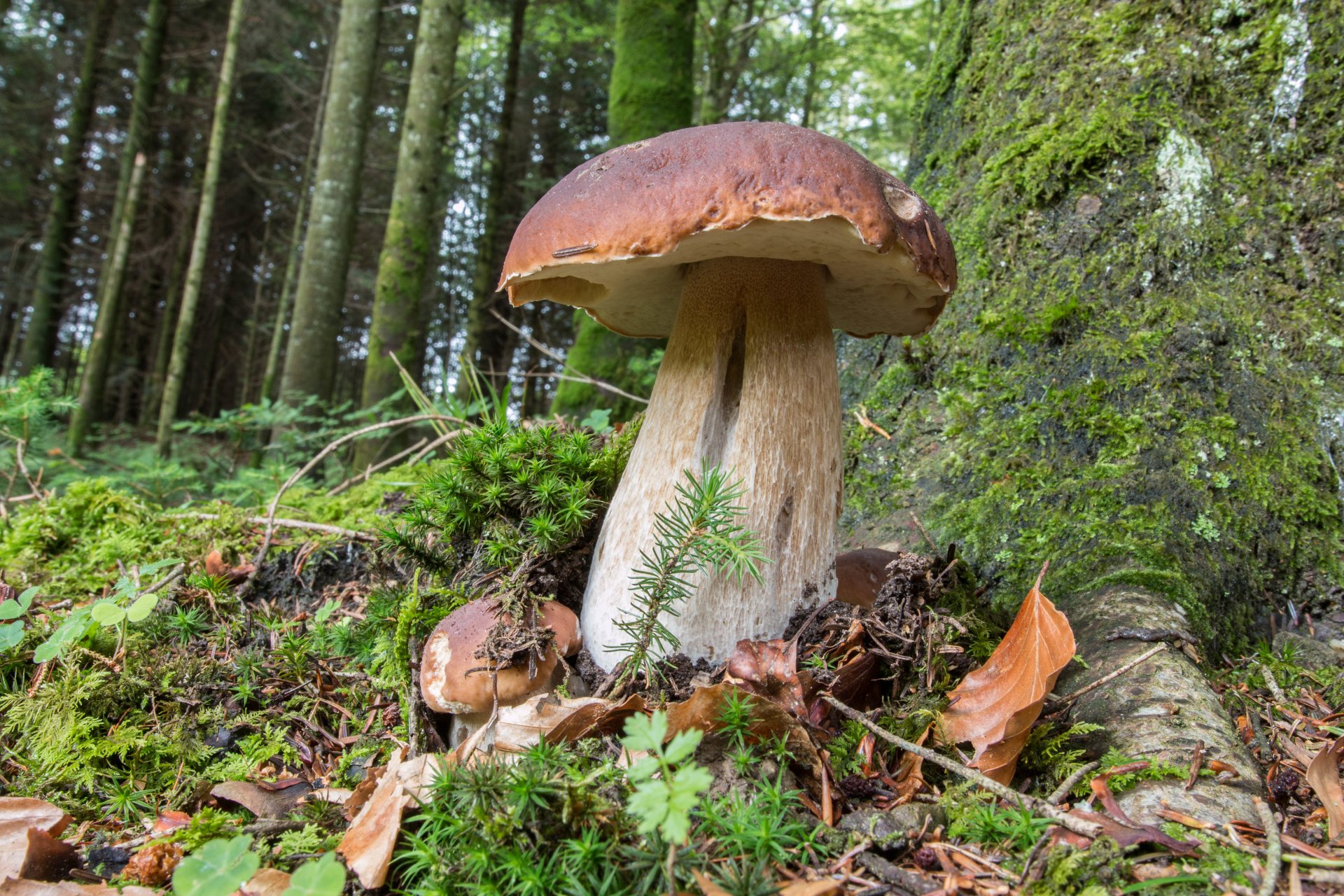 champignon blanc champignons forêt herbe nature