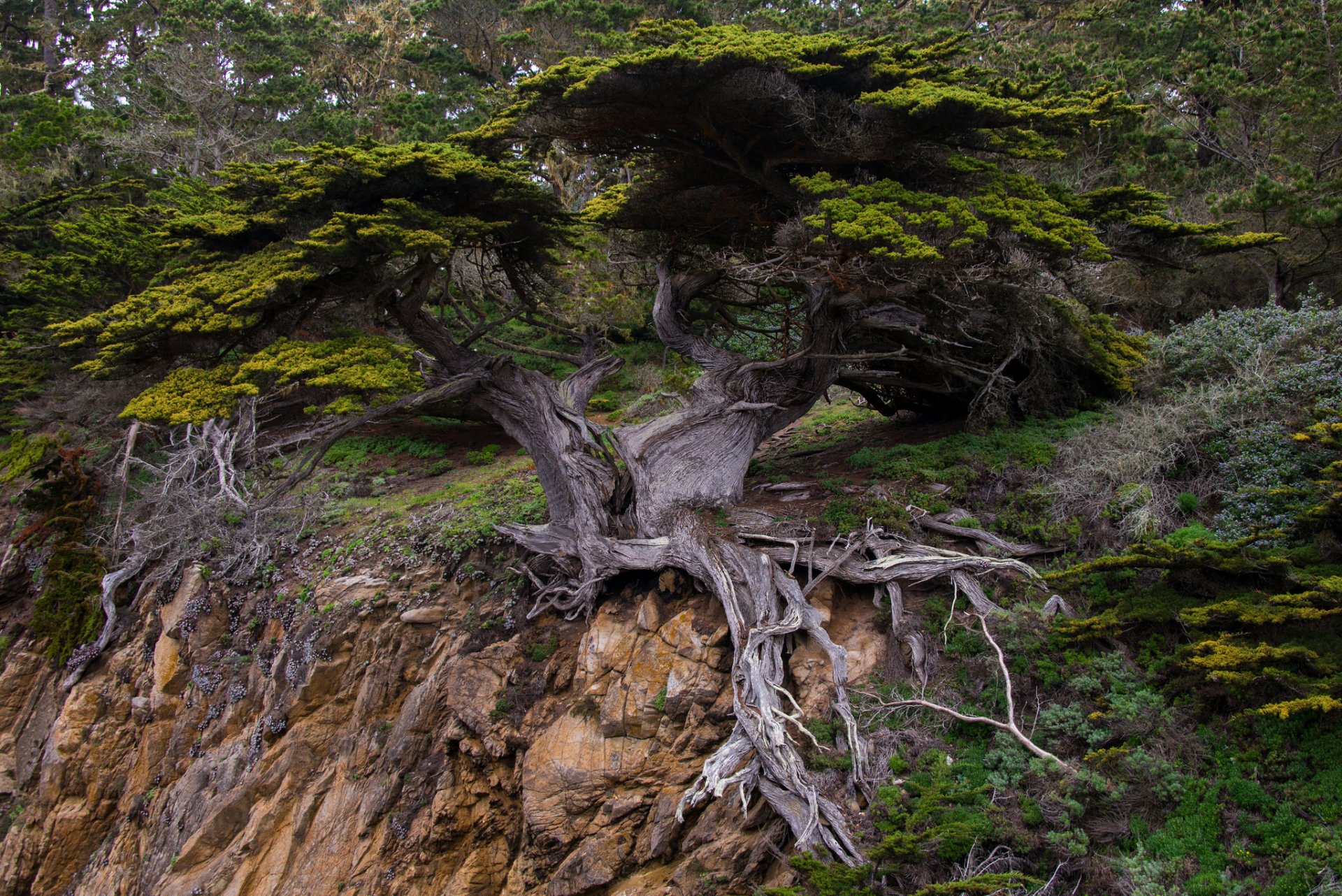 albero corona radici roccia foresta