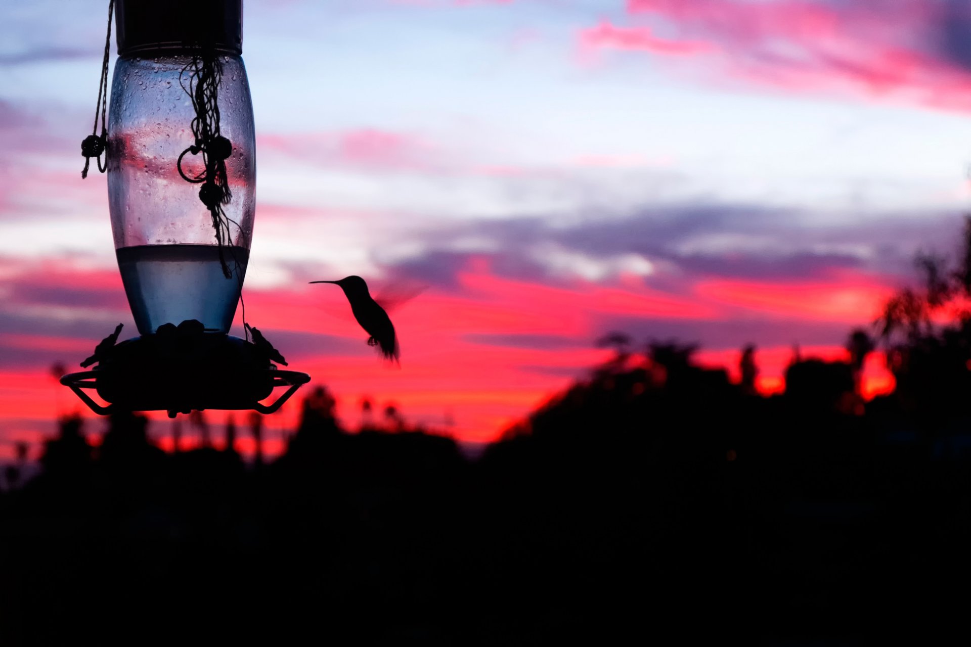 sonnenuntergang scharlachrot vogel silhouette