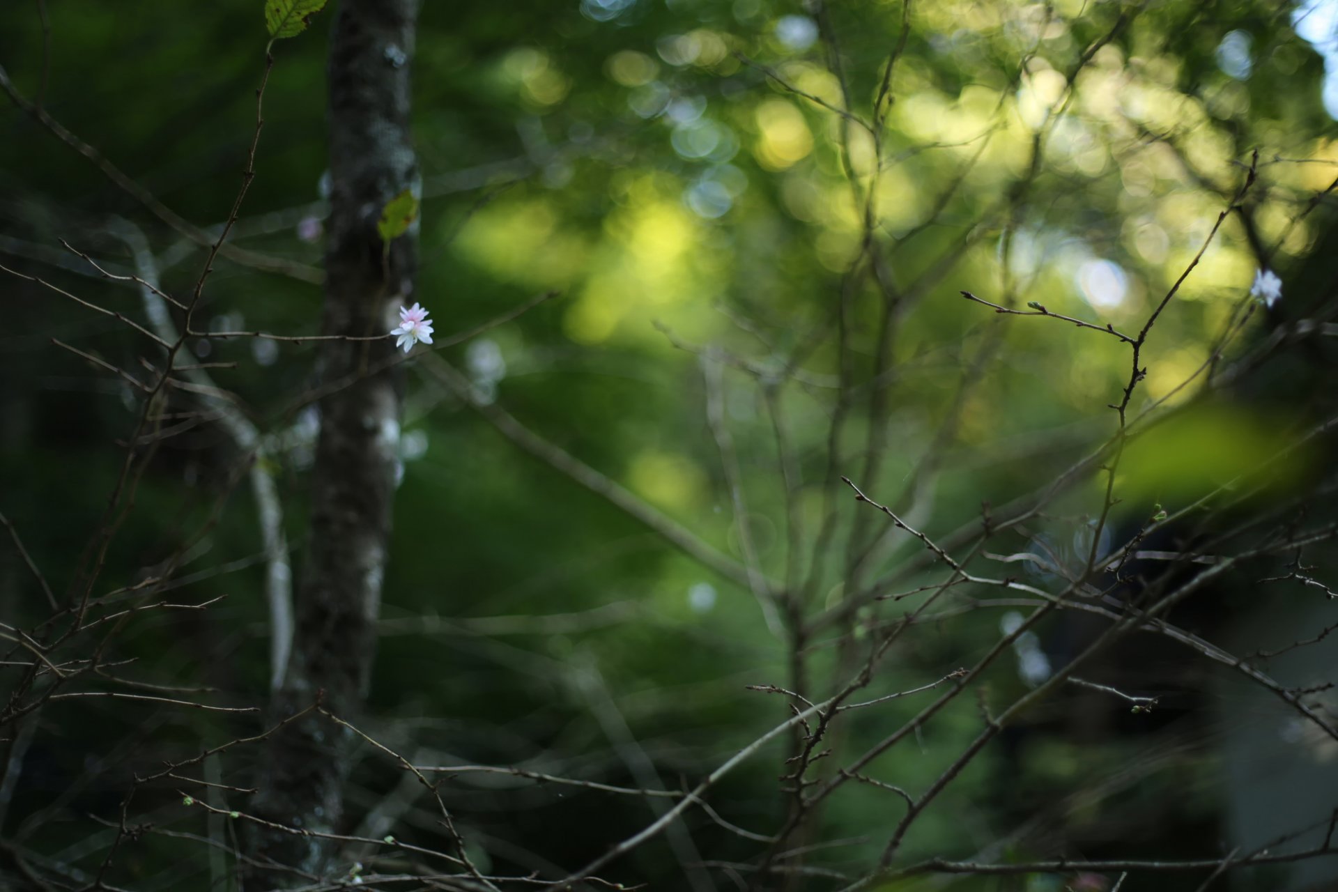 gałęzie bokeh kwiat