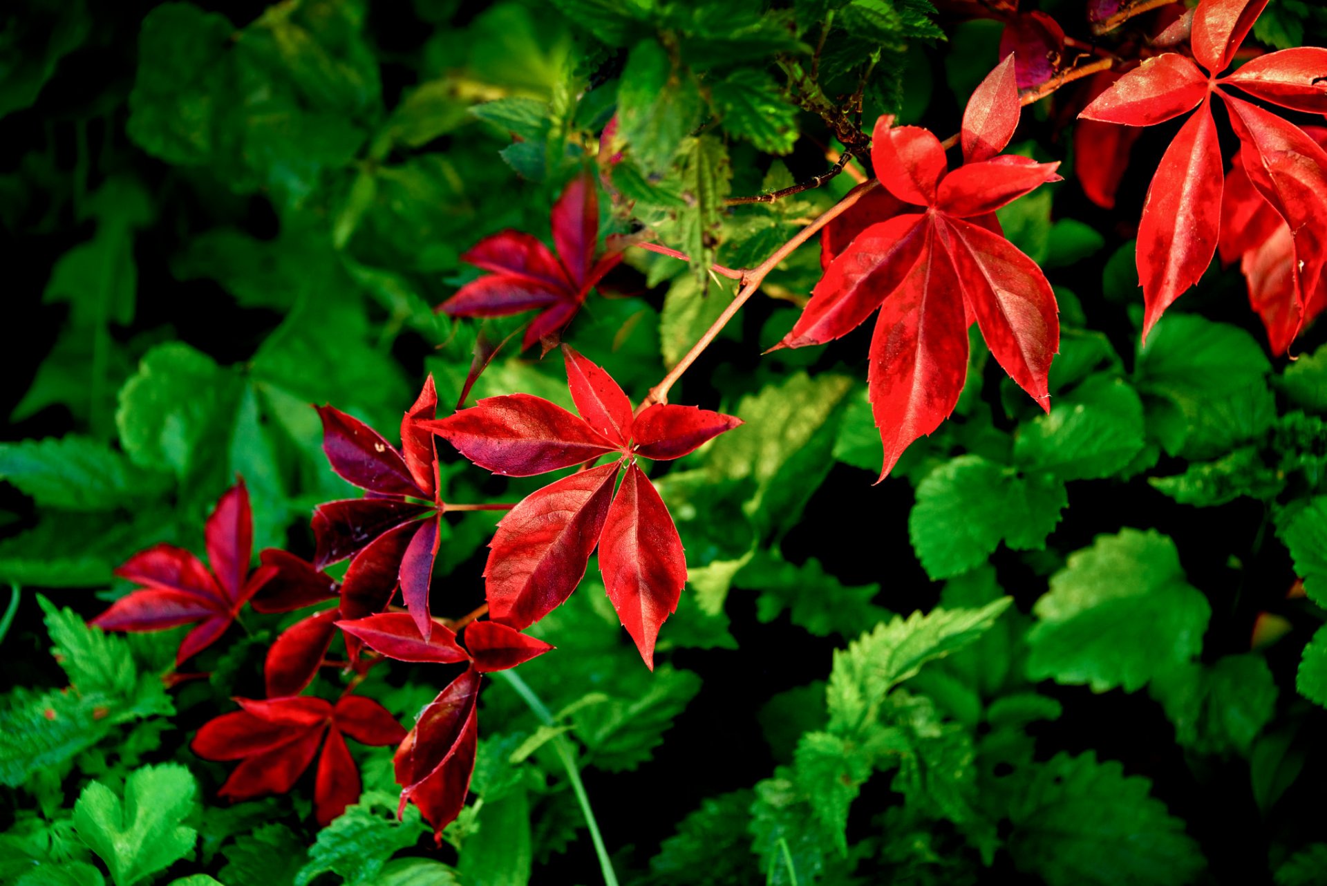 leaves branch close up