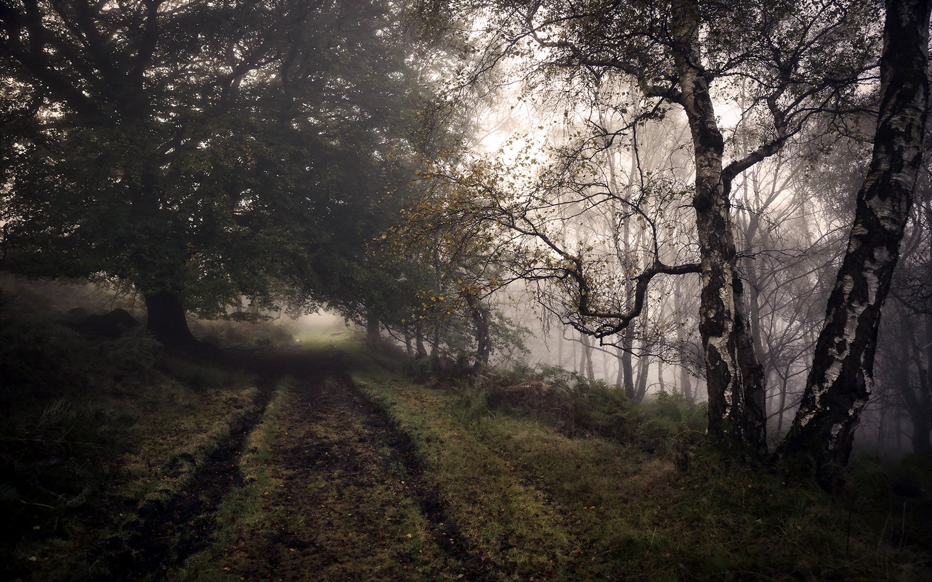 foresta strada autunno