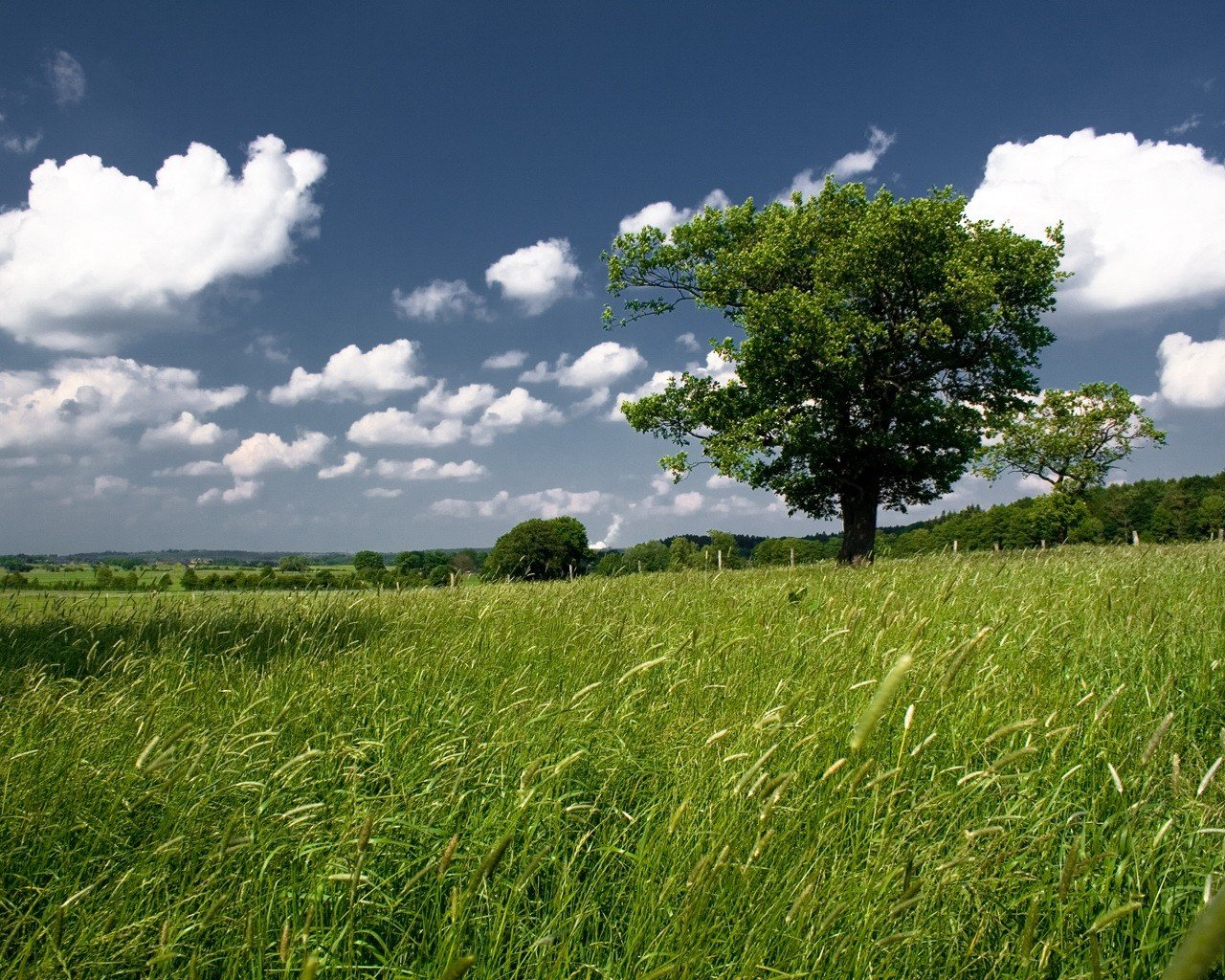 himmel feld baum grün