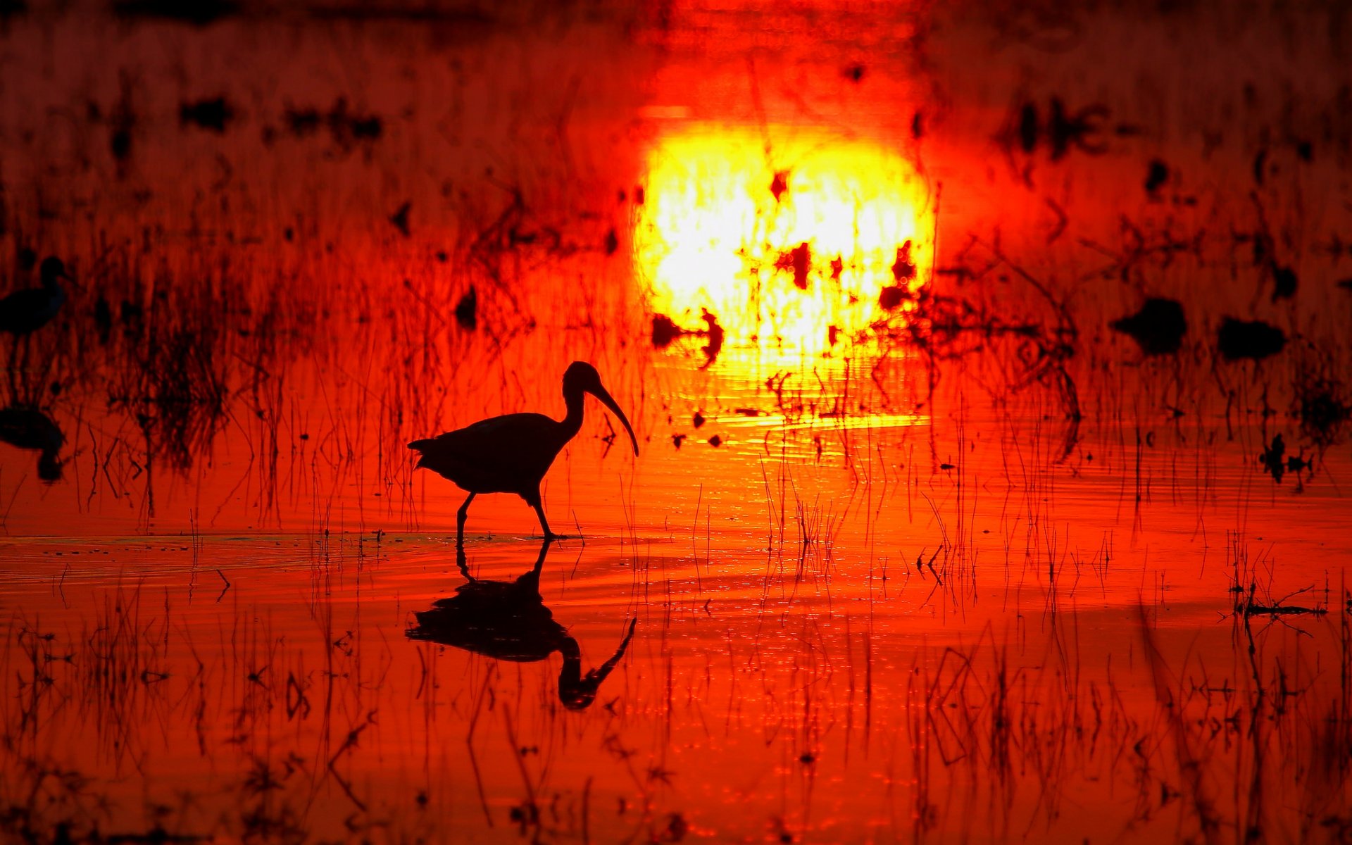 bog water reflection sunset poultry beak silhouette