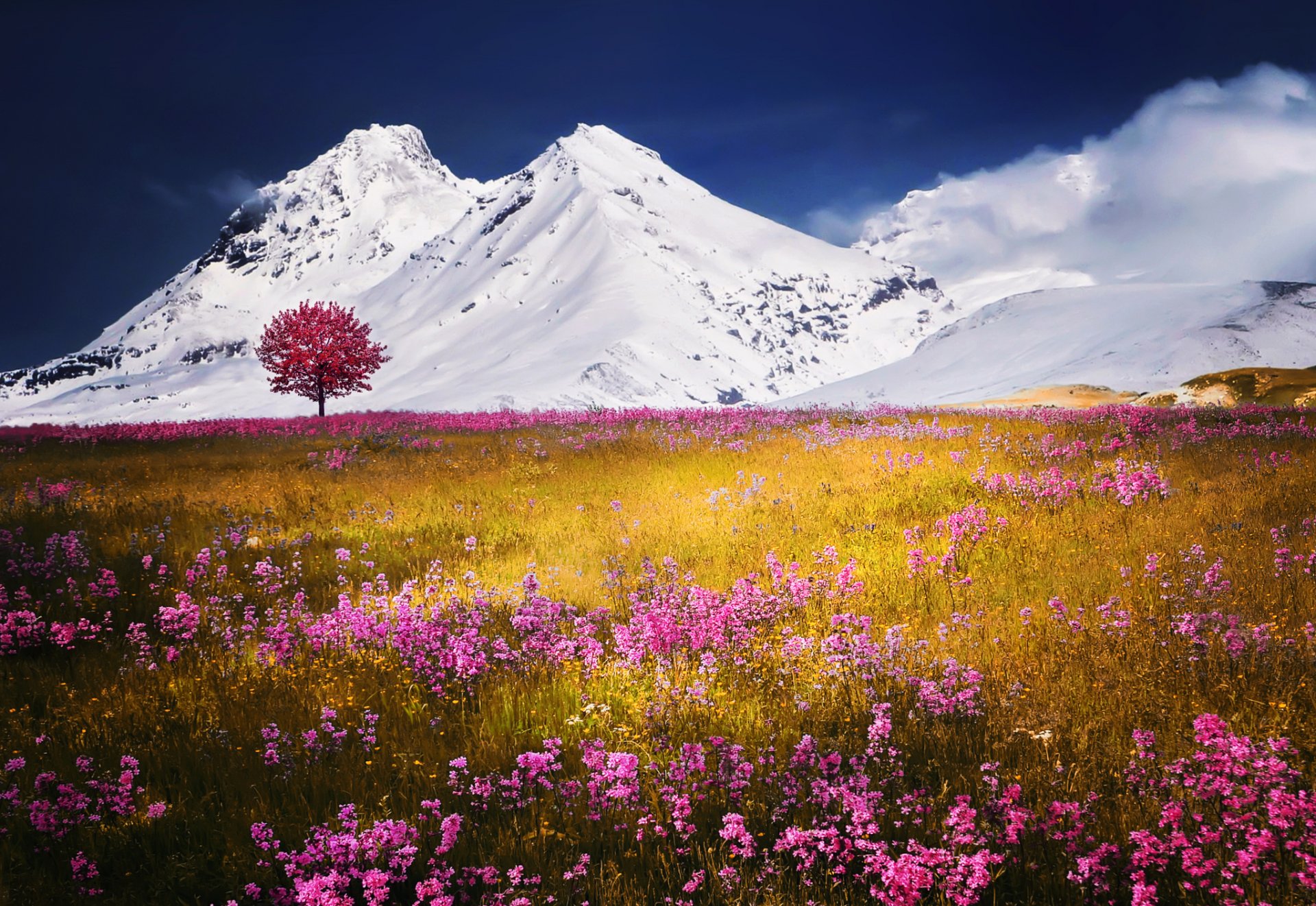 mountain snow the field flower nature