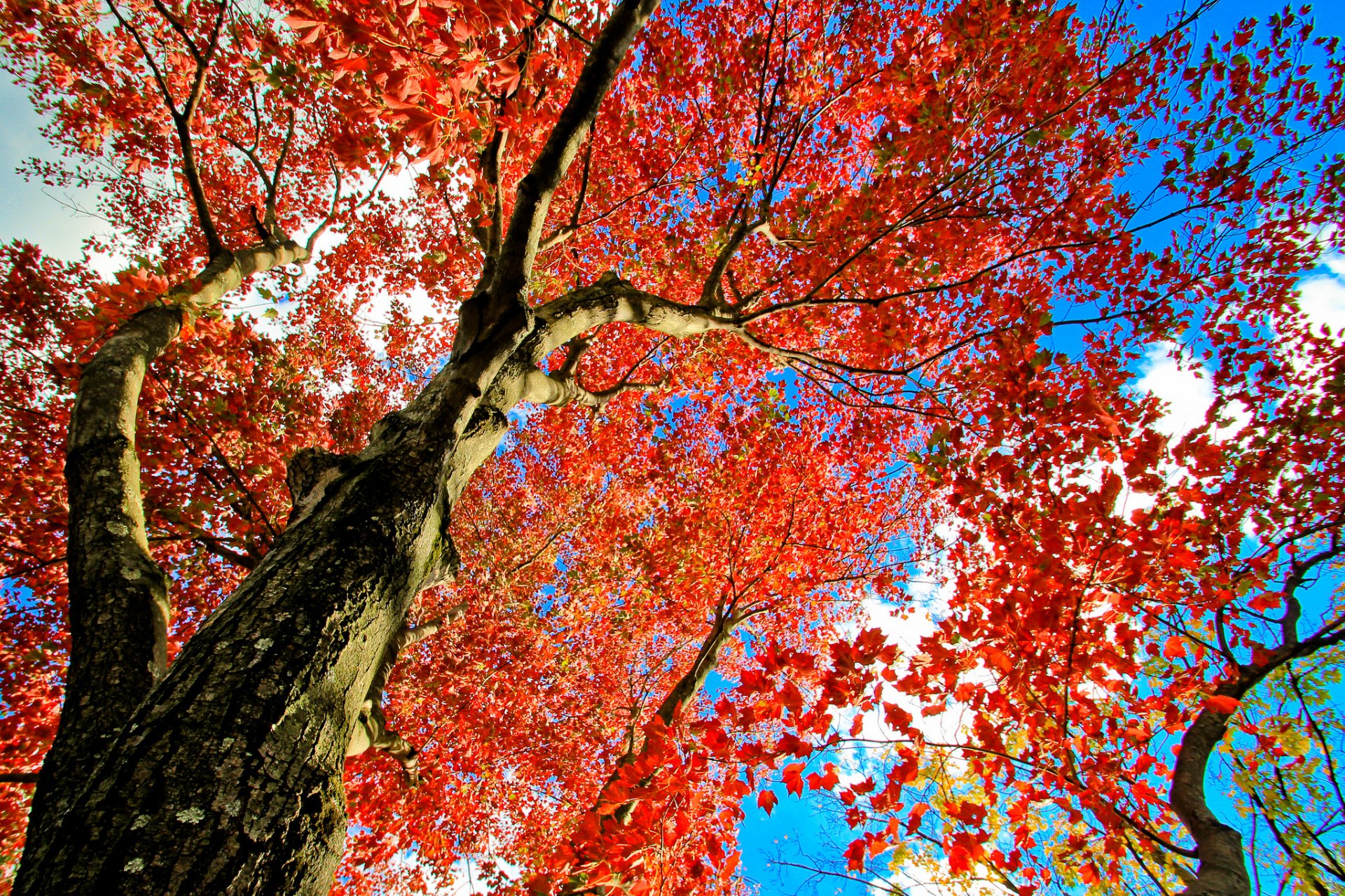 himmel baum stamm krone blätter herbst