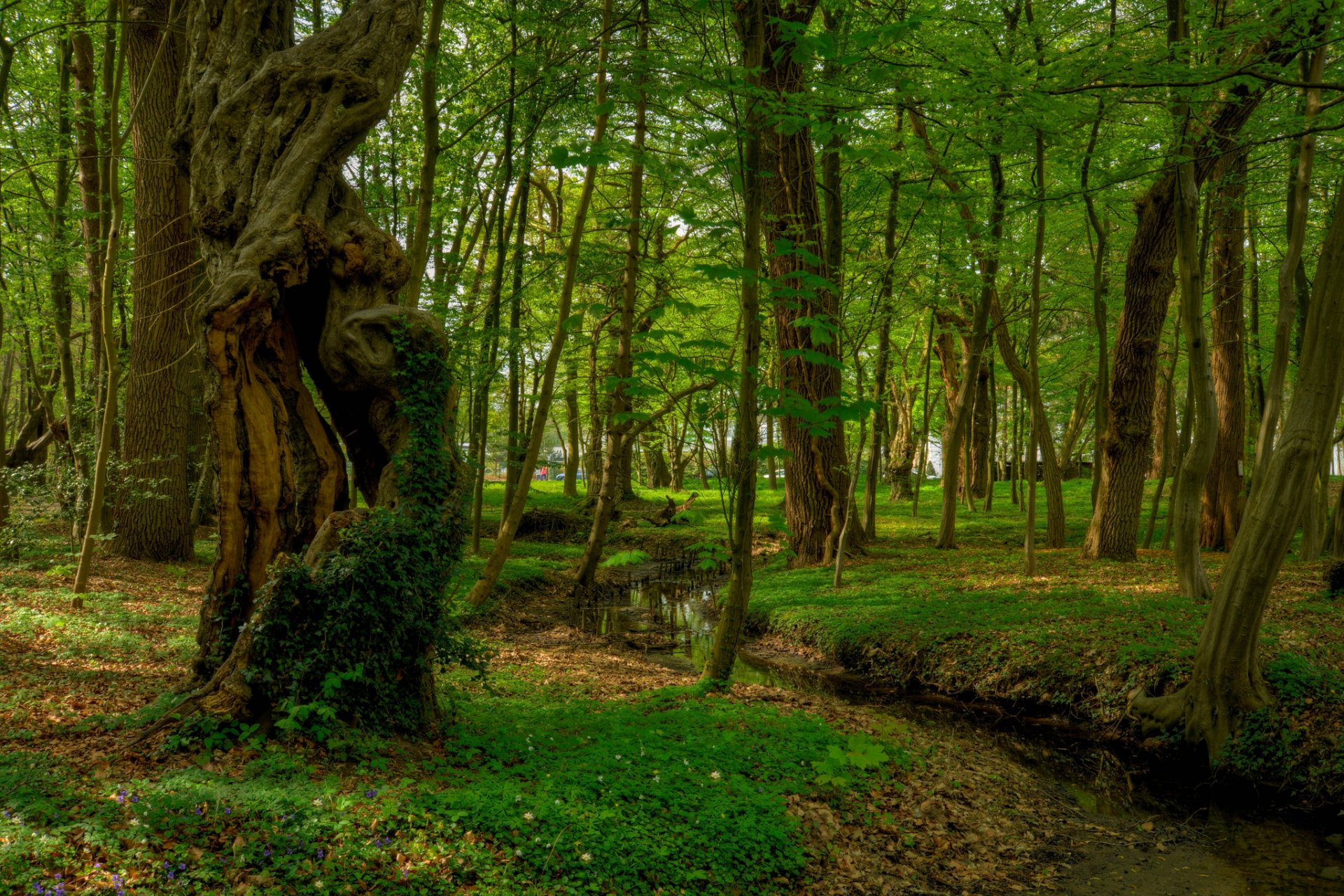 forest tree creek park