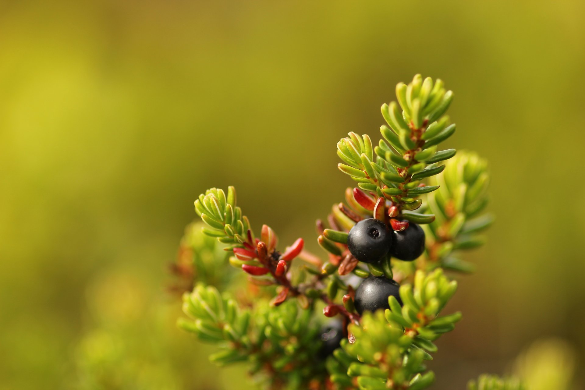 crowberry berries close up bokeh