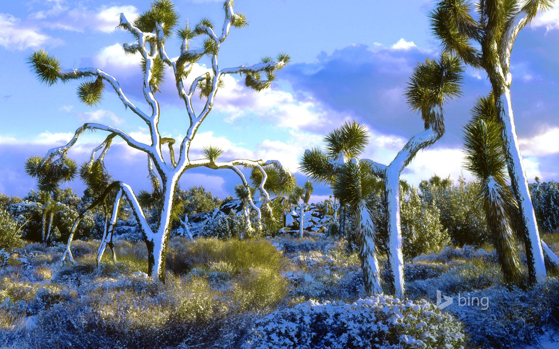 joshua tri national park kalifornien usa himmel wolken schnee bäume landschaft